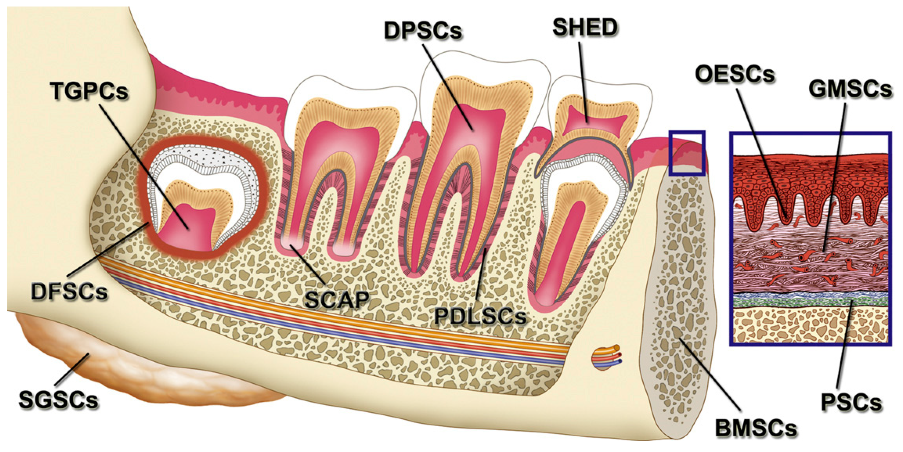 Стволовая клетка пульпы зуба
