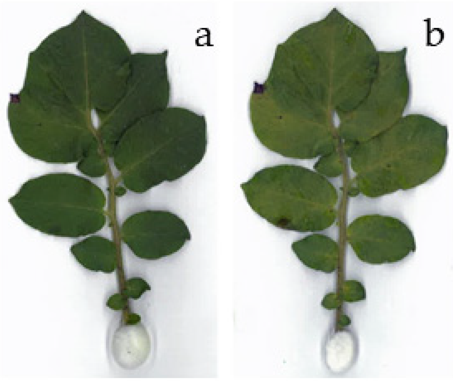 Applsci 09 00819 g004 Applsci 09 00819 g004