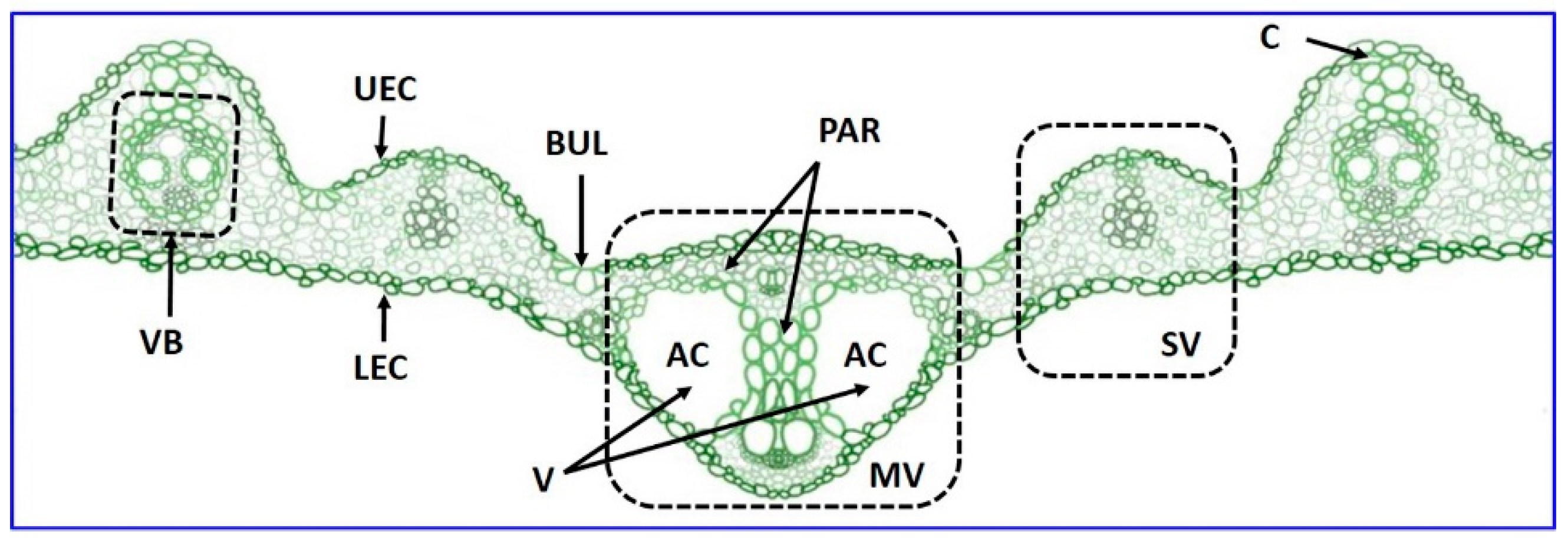 Dynamic Control Of Hydrogel Crosslinking Via Sortase