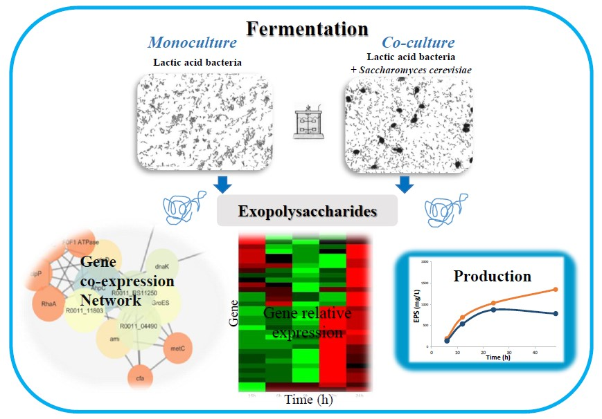 Applied Sciences | Free Full-Text | Enhanced Exopolysaccharide