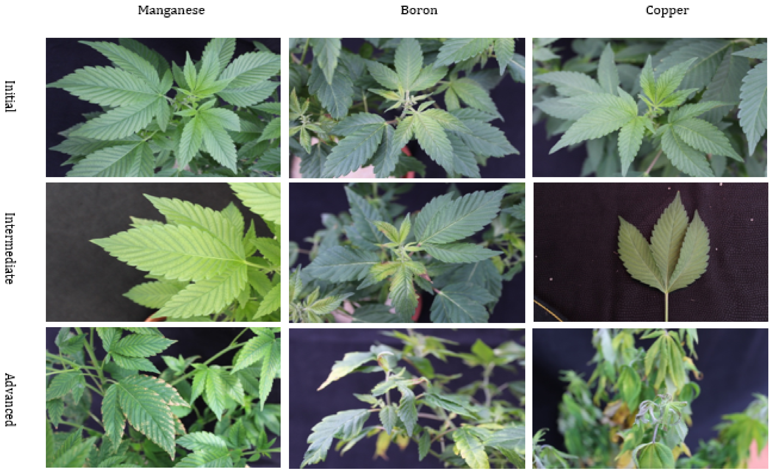 Applied Sciences | Free Full-Text | Characterization of Nutrient Disorders  of Cannabis sativa