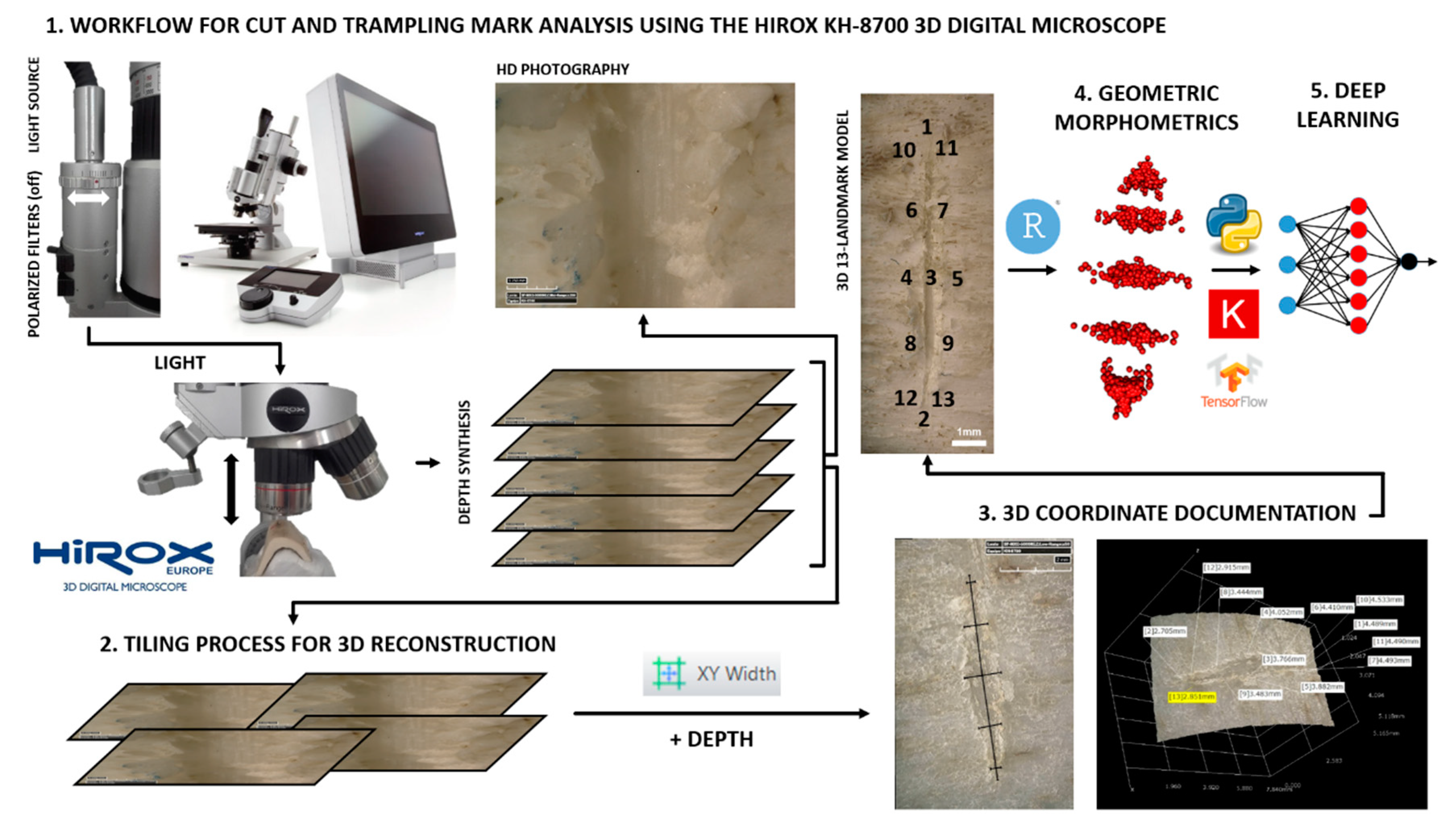 Applied Sciences | Free Full-Text | A Hybrid Geometric Morphometric Deep  Learning Approach for Cut and Trampling Mark Classification
