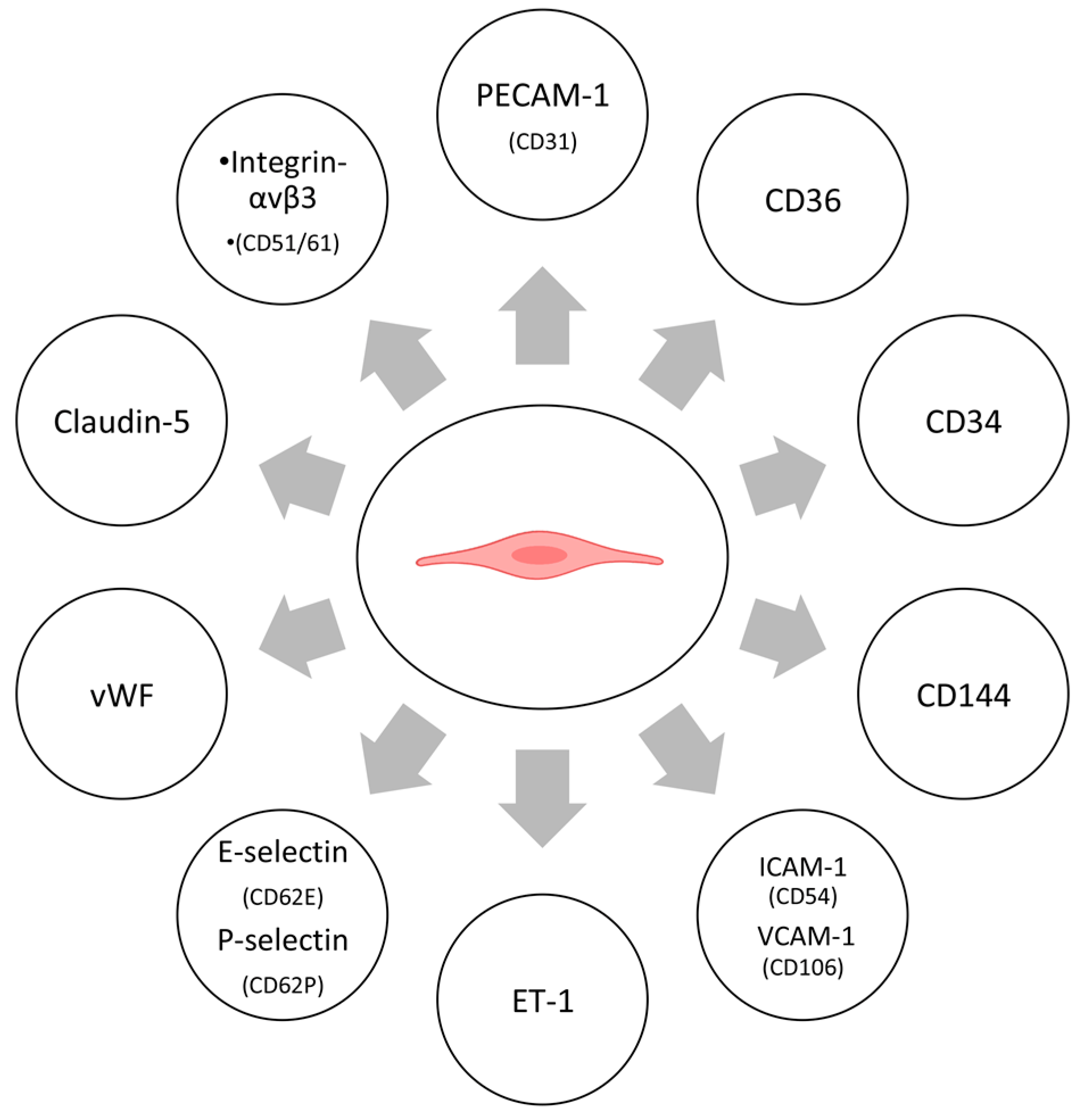 Applied Sciences Free Full Text Use Of Human Umbilical Vein Endothelial Cells Huvec As A Model To Study Cardiovascular Disease A Review Html