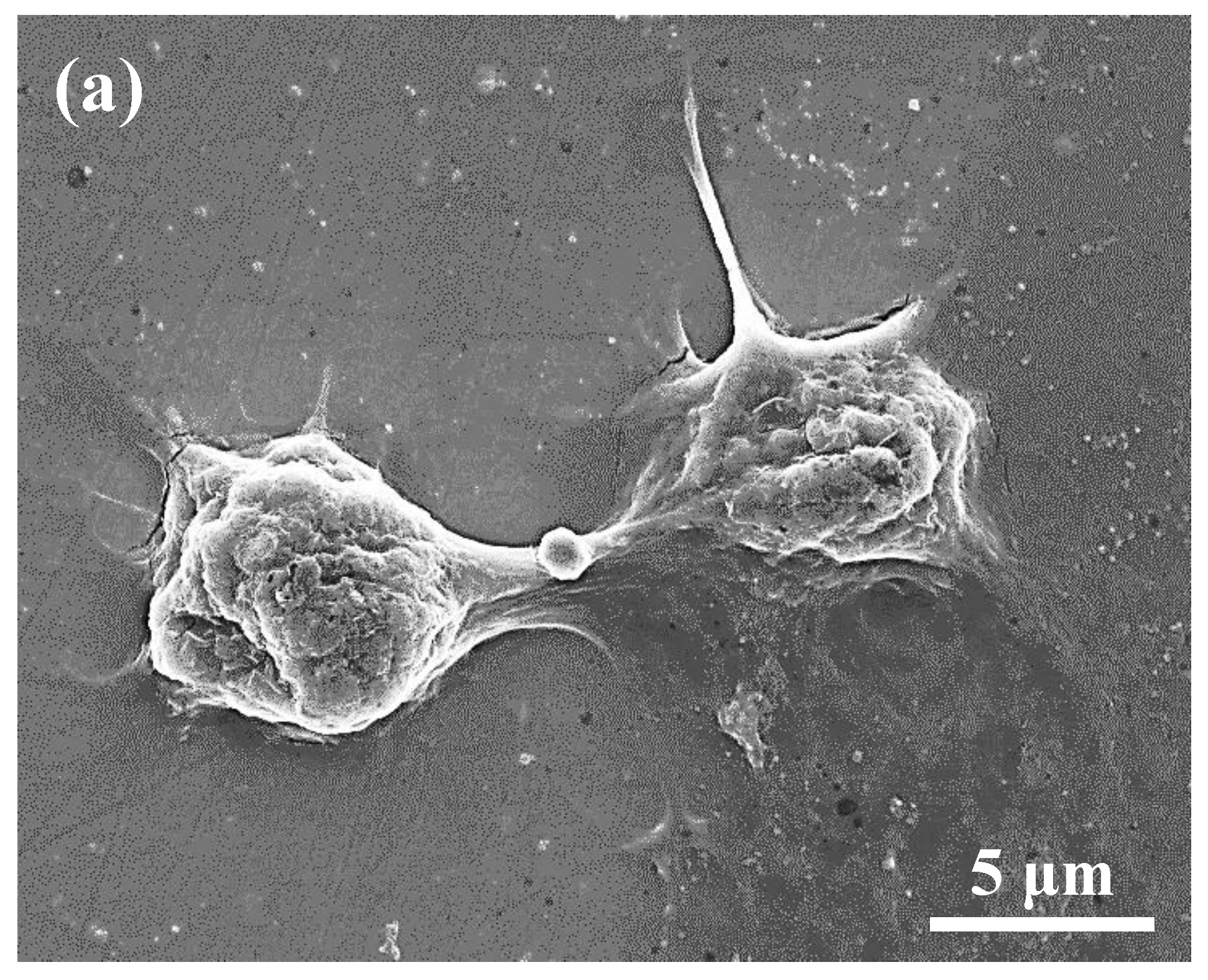 Applsci 10 01363 g005a Applsci 10 01363 g005a