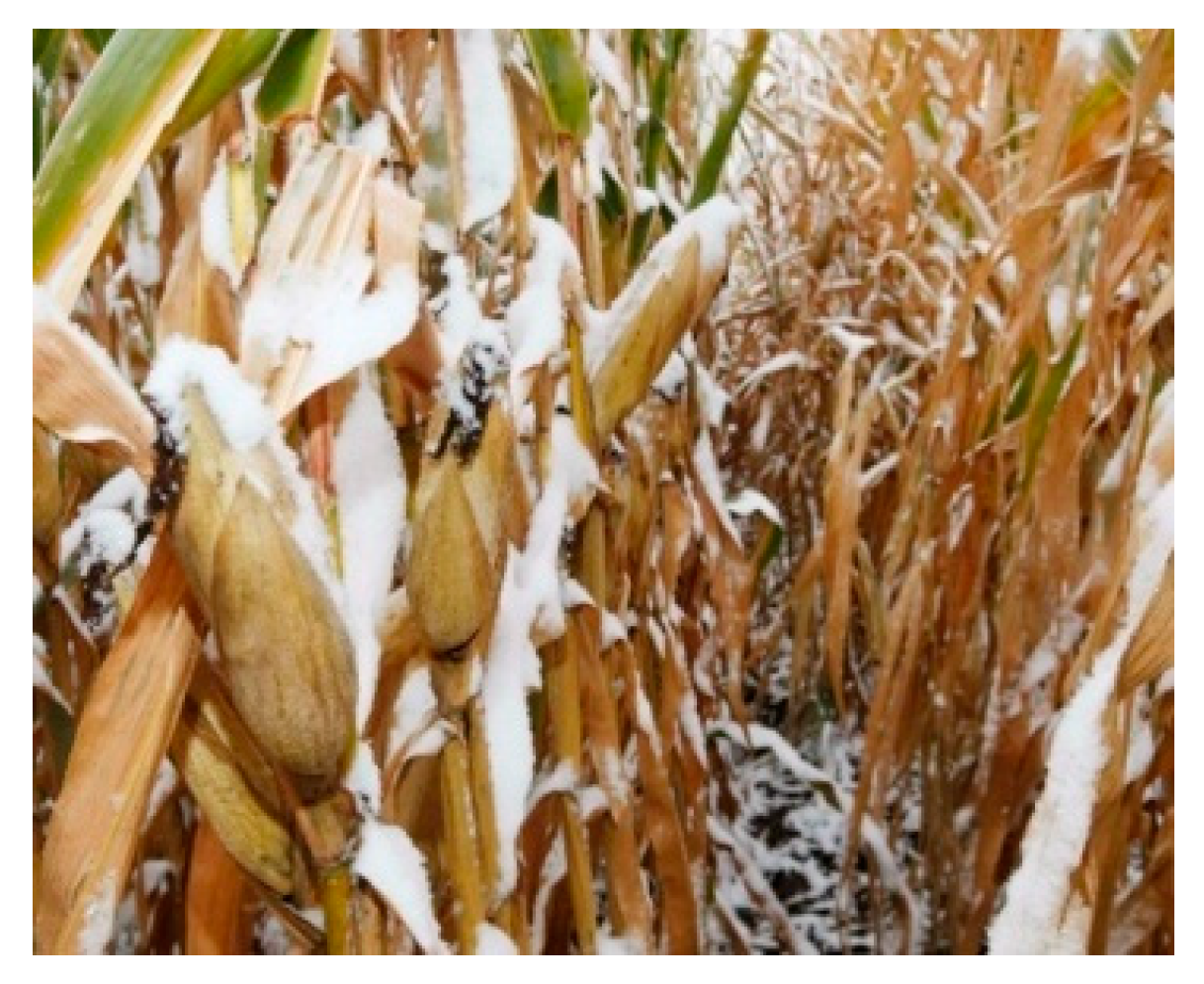 Applsci 10 01646 g001 Applsci 10 01646 g001