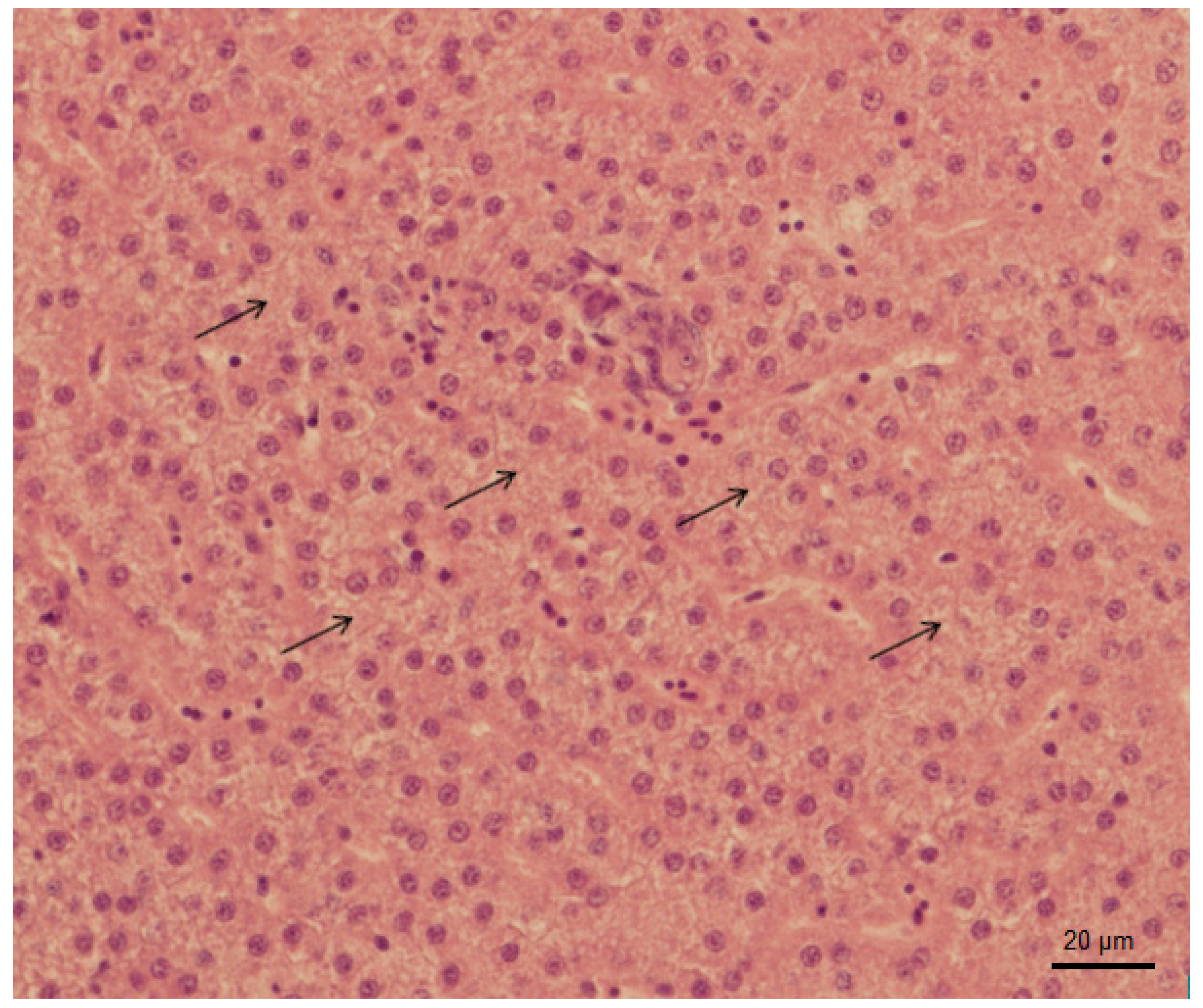 Applied Sciences Free Full Text Evaluation Of Tramadol Hydrochloride Toxicity To Juvenile Zebrafish Morphological Antioxidant And Histological Responses Html