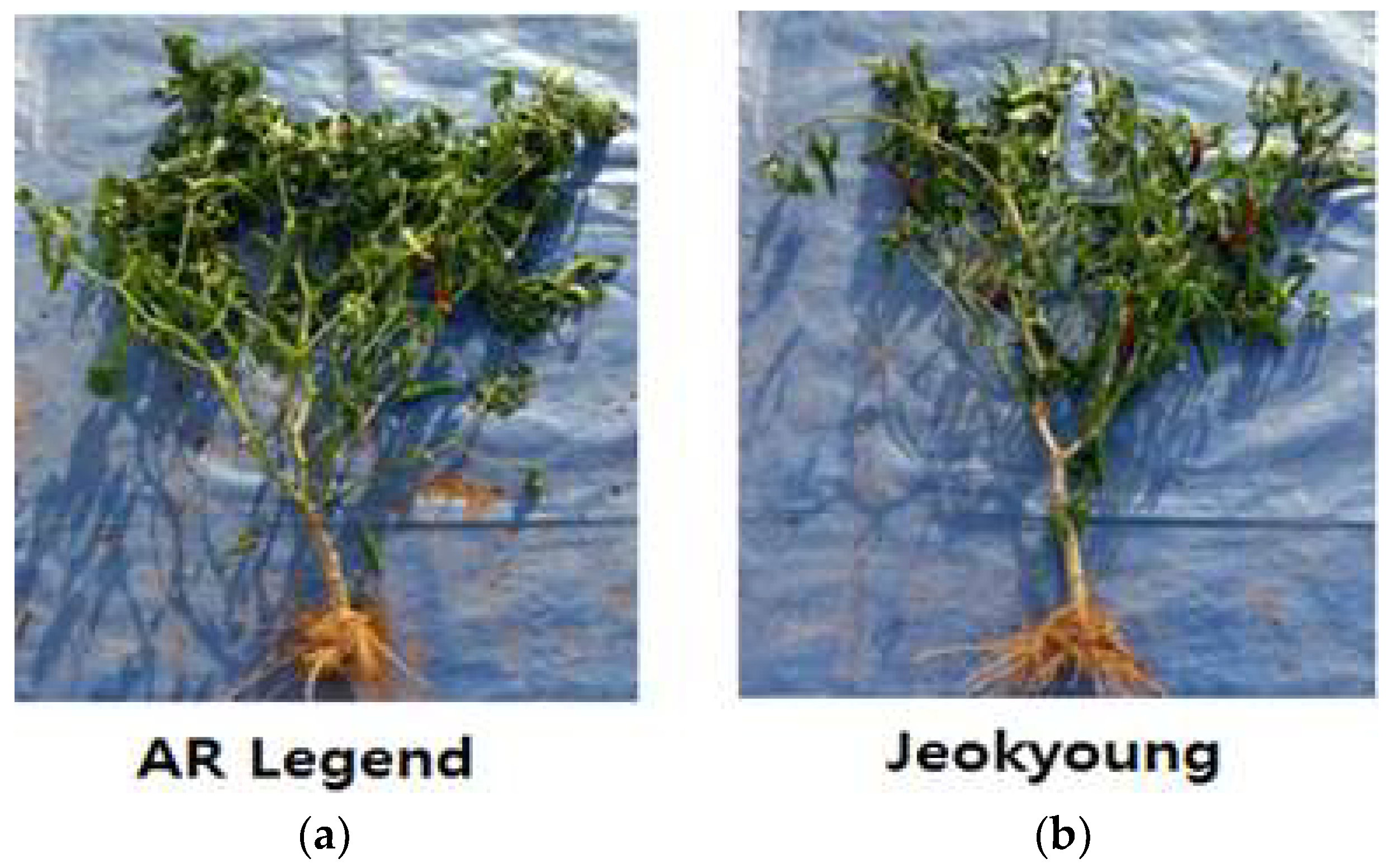 Applsci 10 02570 g007