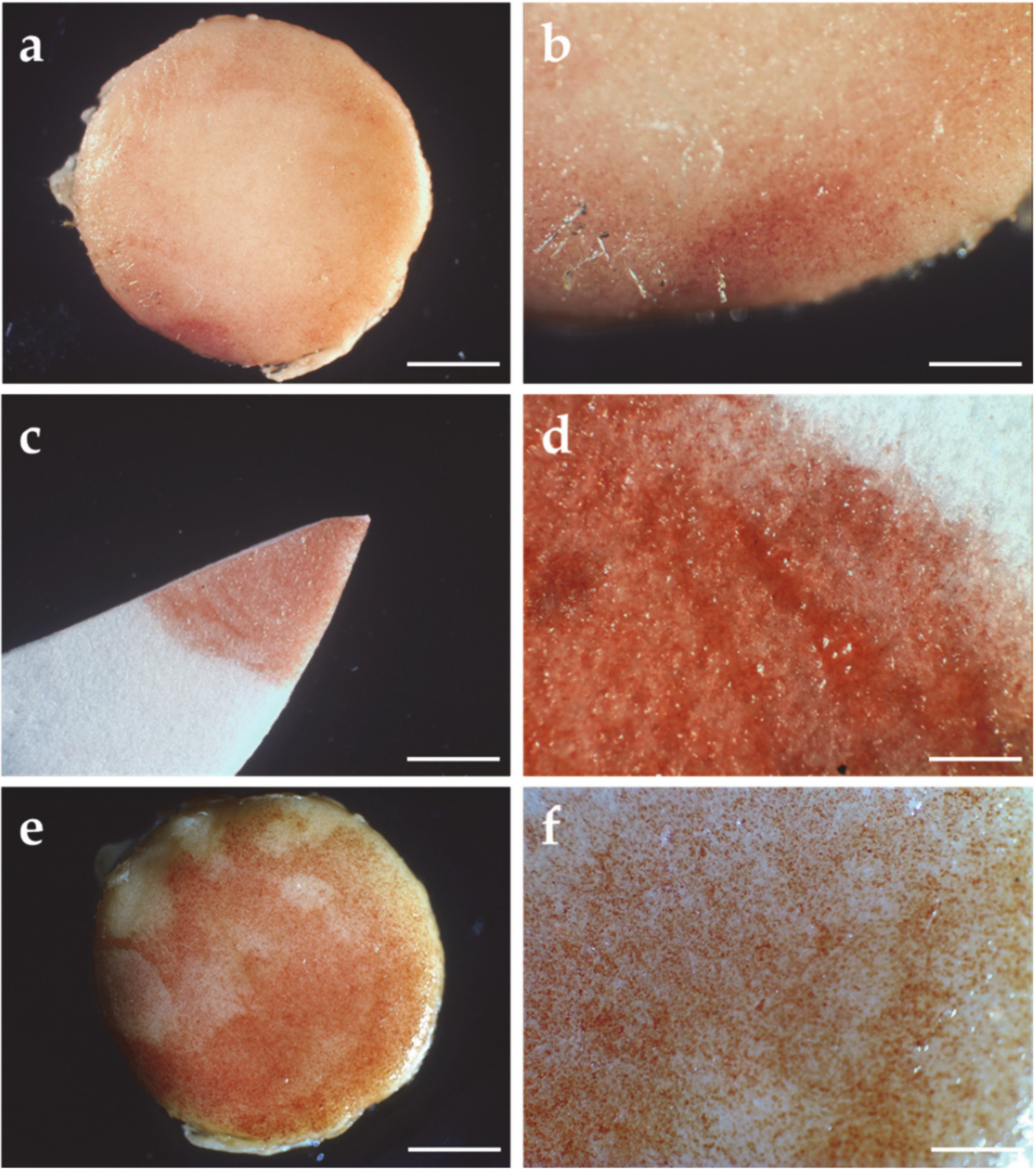 Applsci 10 03043 g001