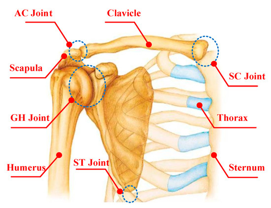 Pectoral Girdle : This consists of two bones, the Scapula and Clavicle 