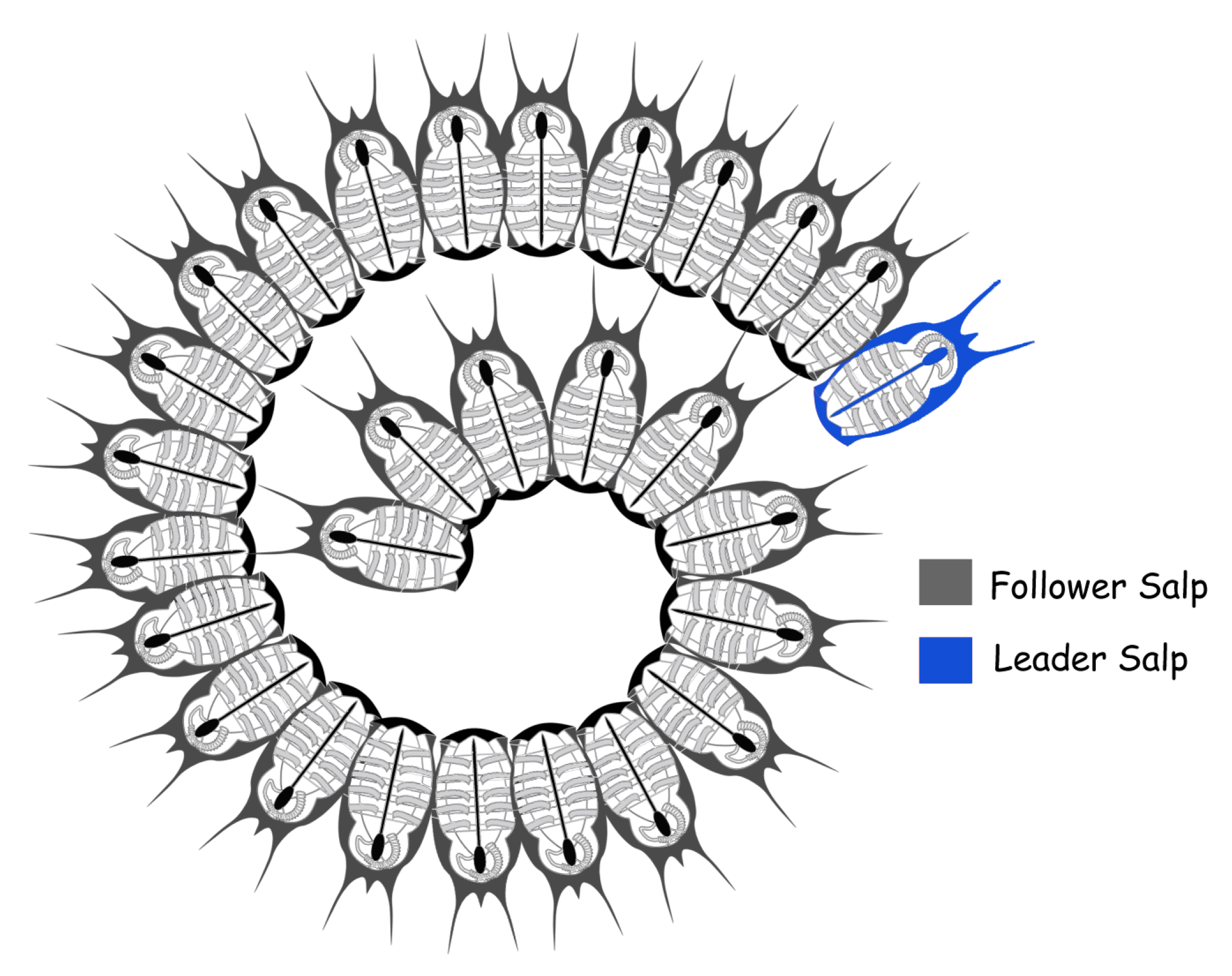 starfish diagram bivium