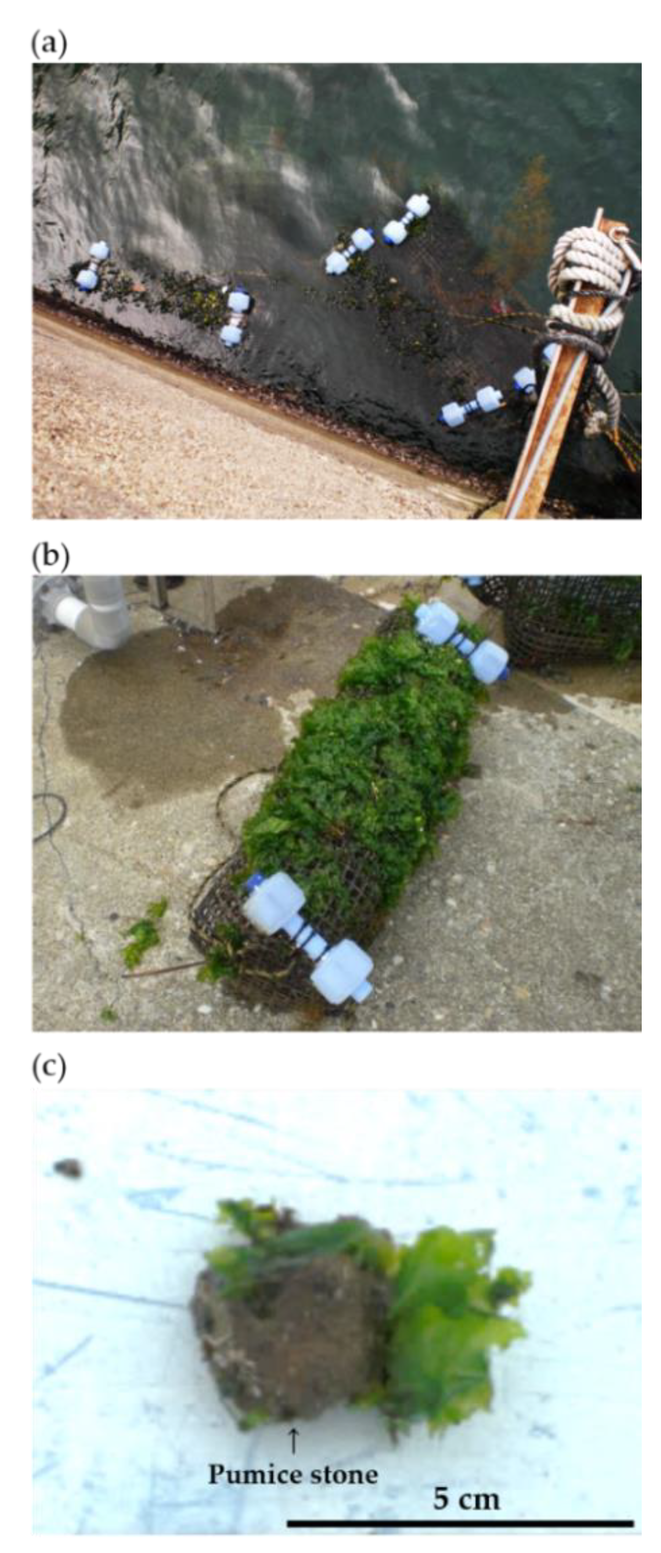 Applsci 10 05658 g002