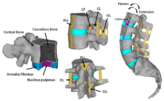 File:Spine elettriche a confronto.JPG - Wikipedia