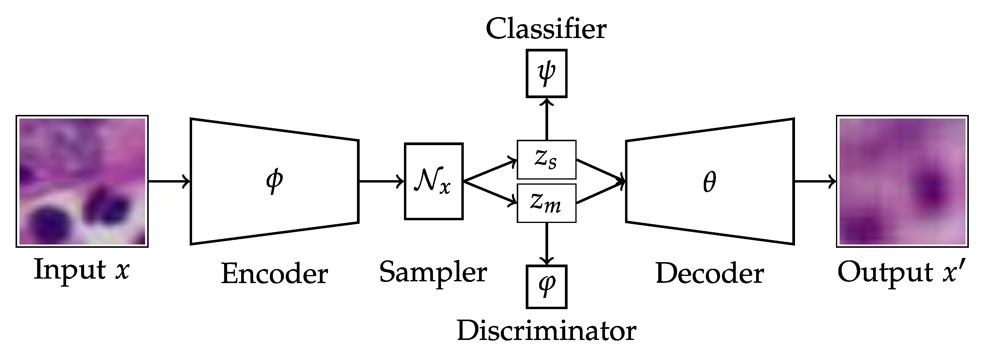 Applied Sciences | Free Full-Text | Disentangled Autoencoder for  Cross-Stain Feature Extraction in Pathology Image Analysis | HTML