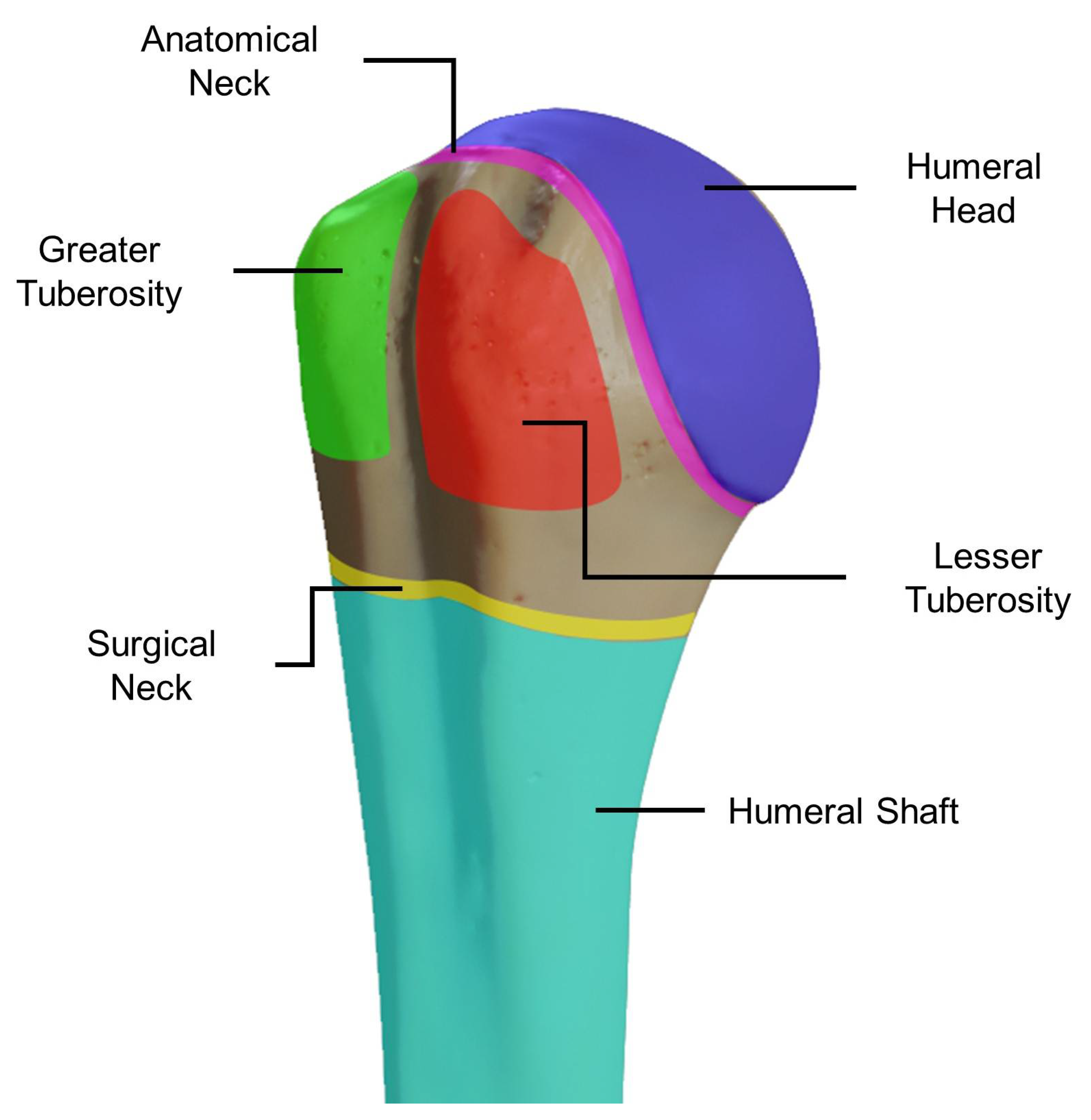 Applied Sciences | Free Full-Text | Trends in the Characterization of the Proximal  Humerus in Biomechanical Studies: A Review | HTML