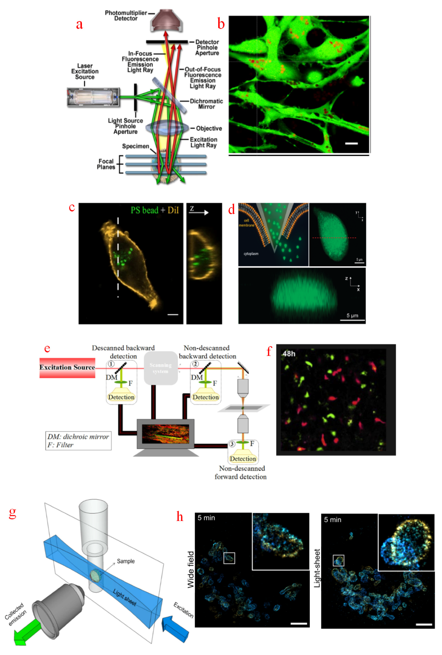 Applied Sciences | Free Full-Text | Advanced Biological Imaging for  Intracellular Micromanipulation: Methods and Applications