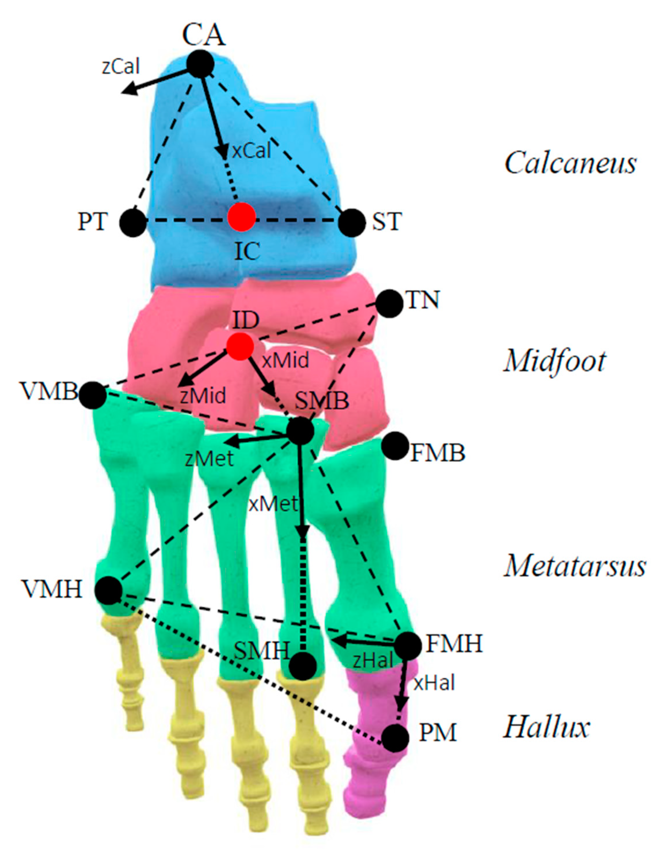 Applied Sciences | Free Full-Text | Rearfoot, Midfoot, and Forefoot Motion  in Naturally Forefoot and Rearfoot Strike Runners during Treadmill Running