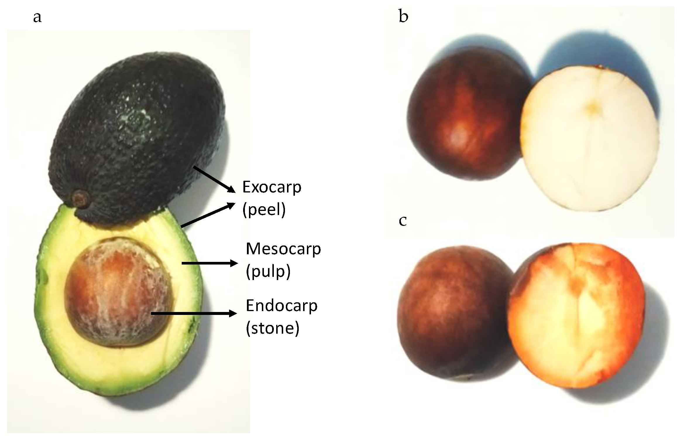 Applied Sciences | Free Full-Text a as | Bioproducts Biomass Source of and Bioenergy Avocado-Derived