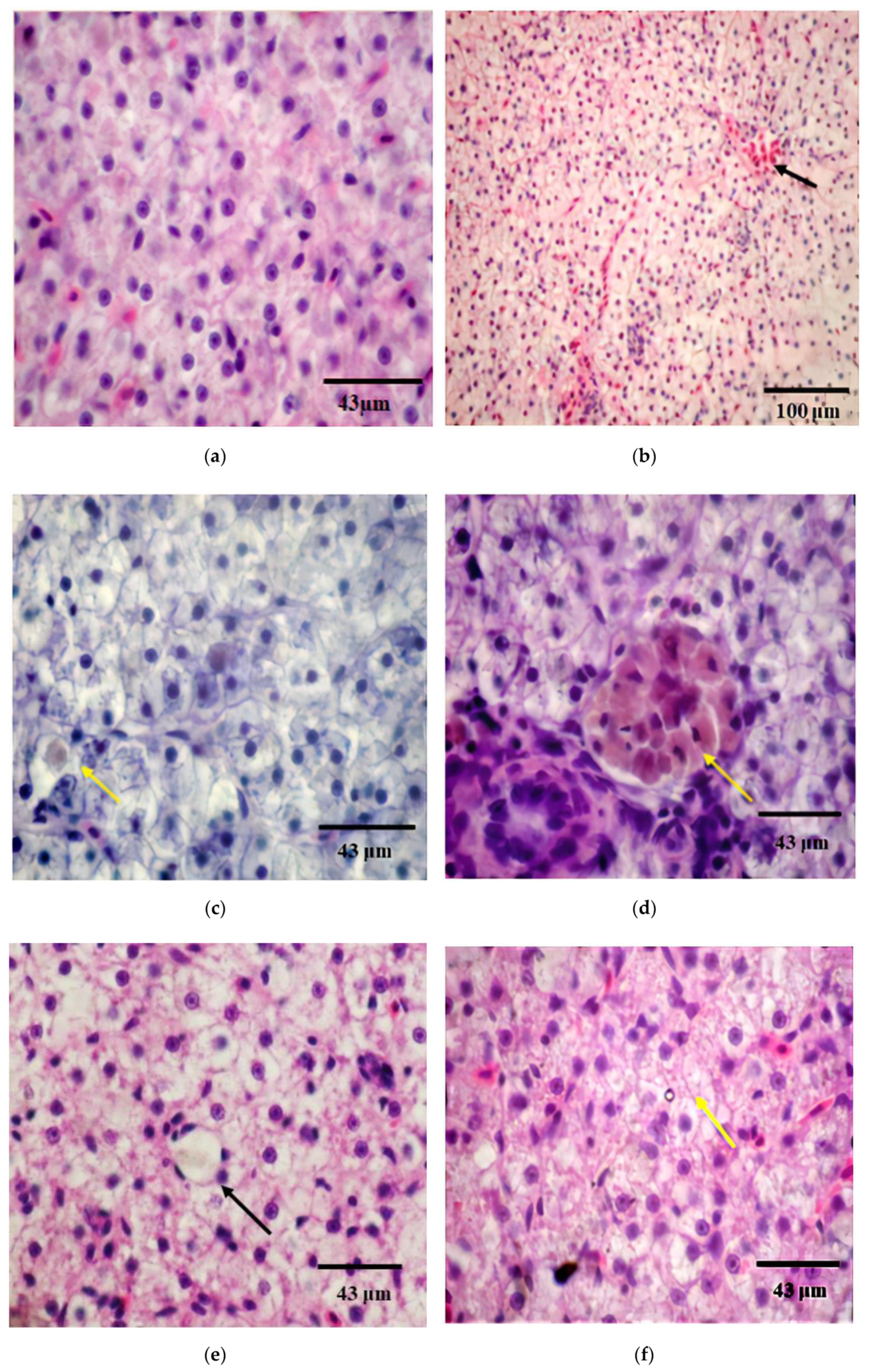 Applsci 10 08485 g005 Applsci 10 08485 g005