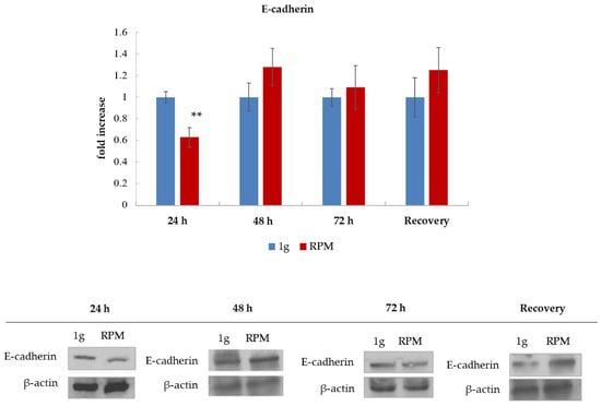 Applied Sciences Free Full Text Microgravity Induces Transient Emt In Human Keratinocytes By Early Down Regulation Of E Cadherin And Cell Adhesion Remodeling Html