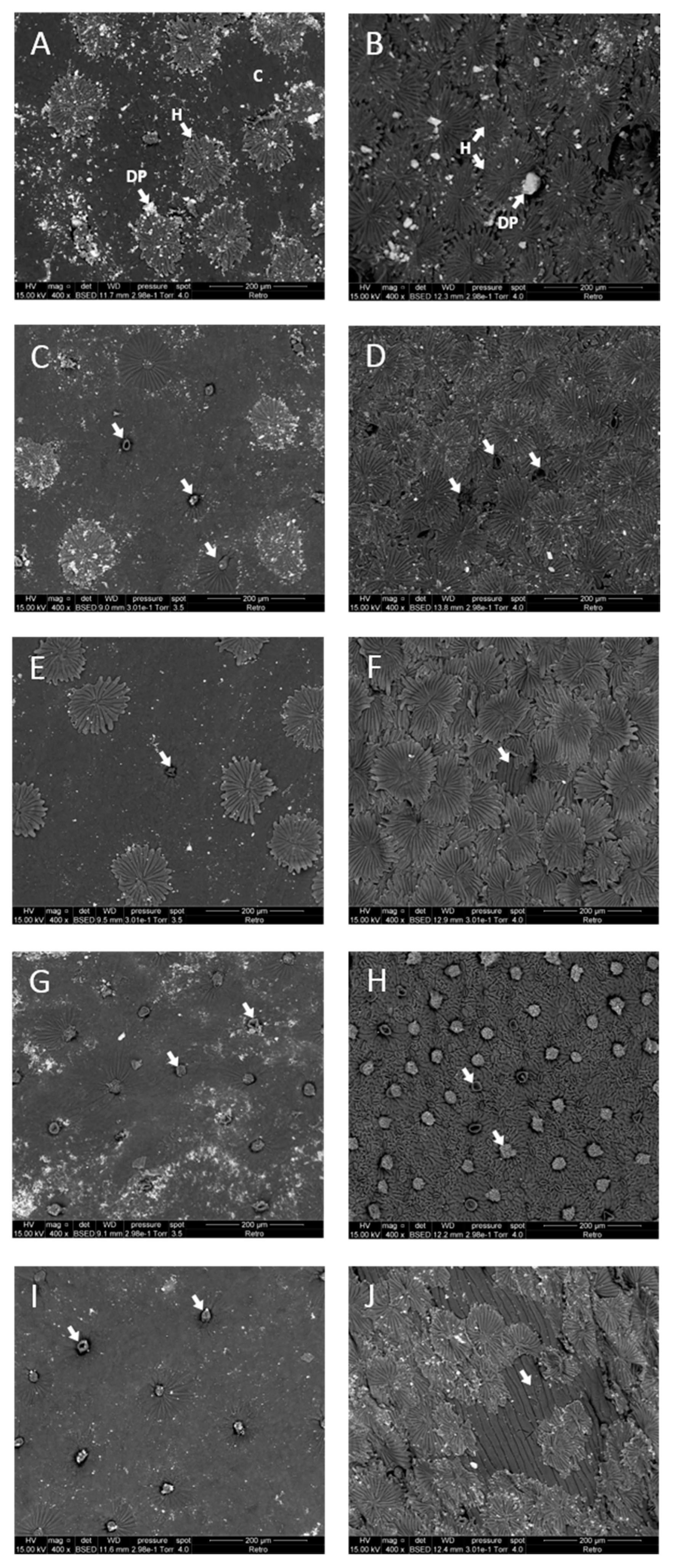 Applsci 11 00232 g002