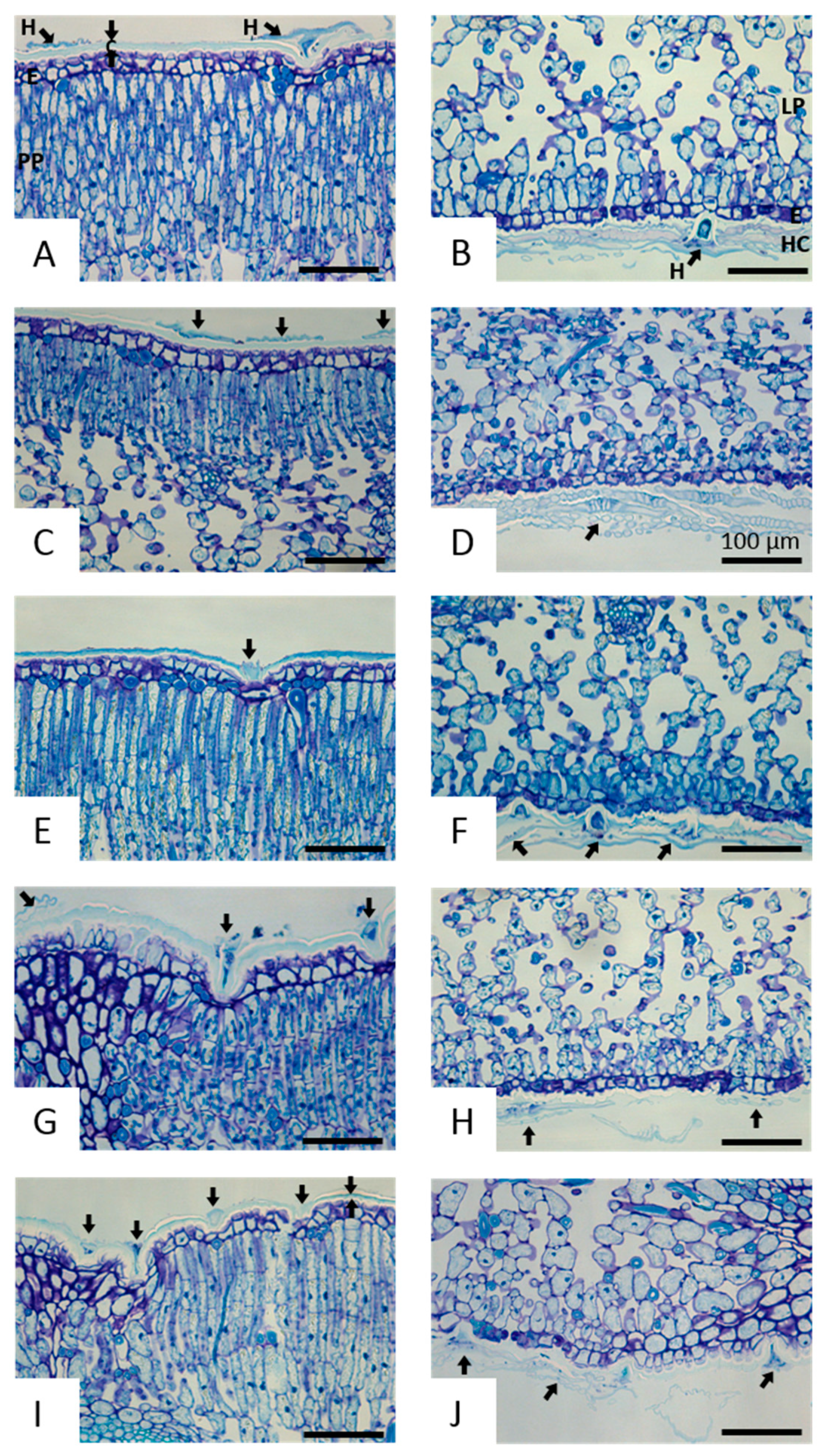 Applsci 11 00232 g003