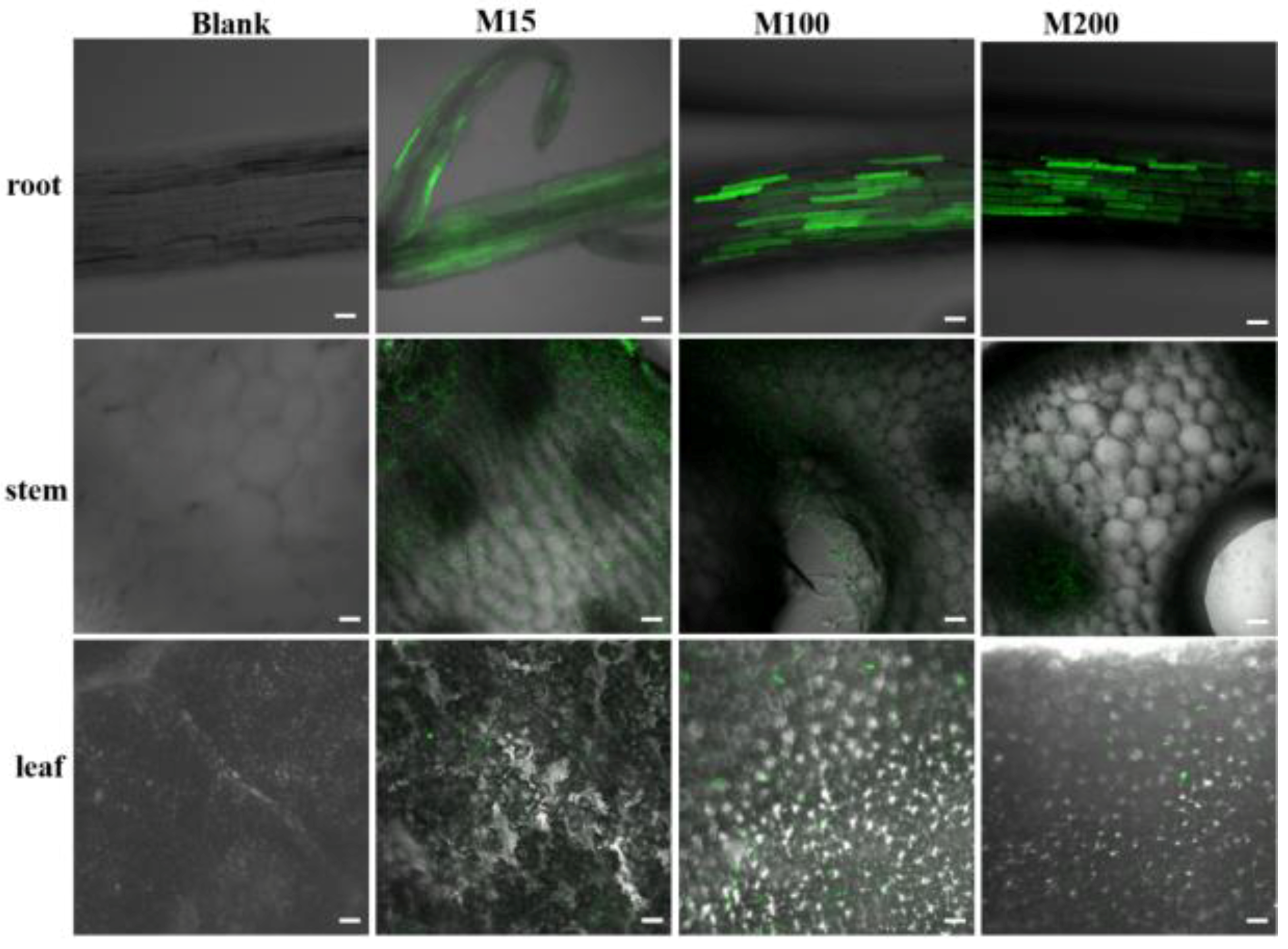 Applsci 11 00575 g006 Applsci 11 00575 g006