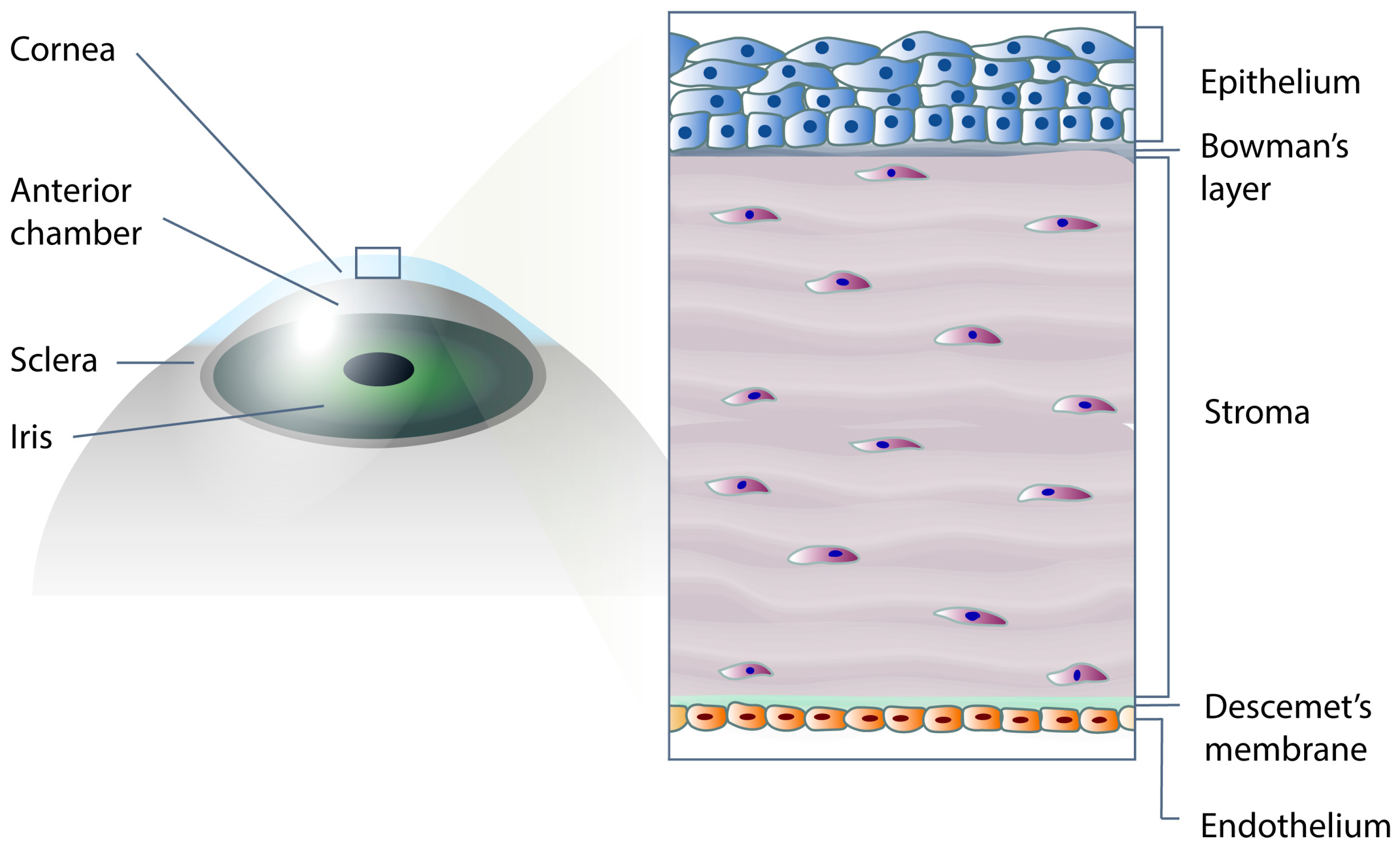 Applied Sciences | Free Full-Text | Nanoscale Topographies for Corneal  Endothelial Regeneration