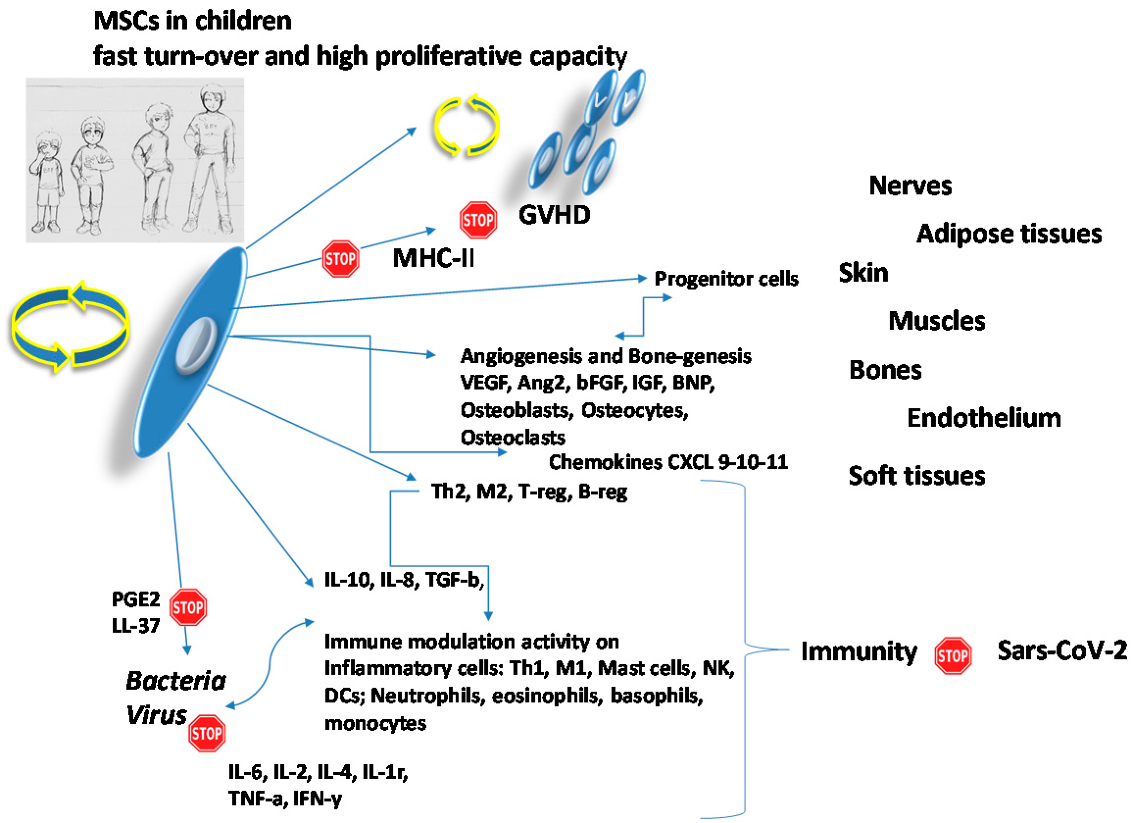 Applied Sciences Free Full Text Mesenchymal Stem Cells The