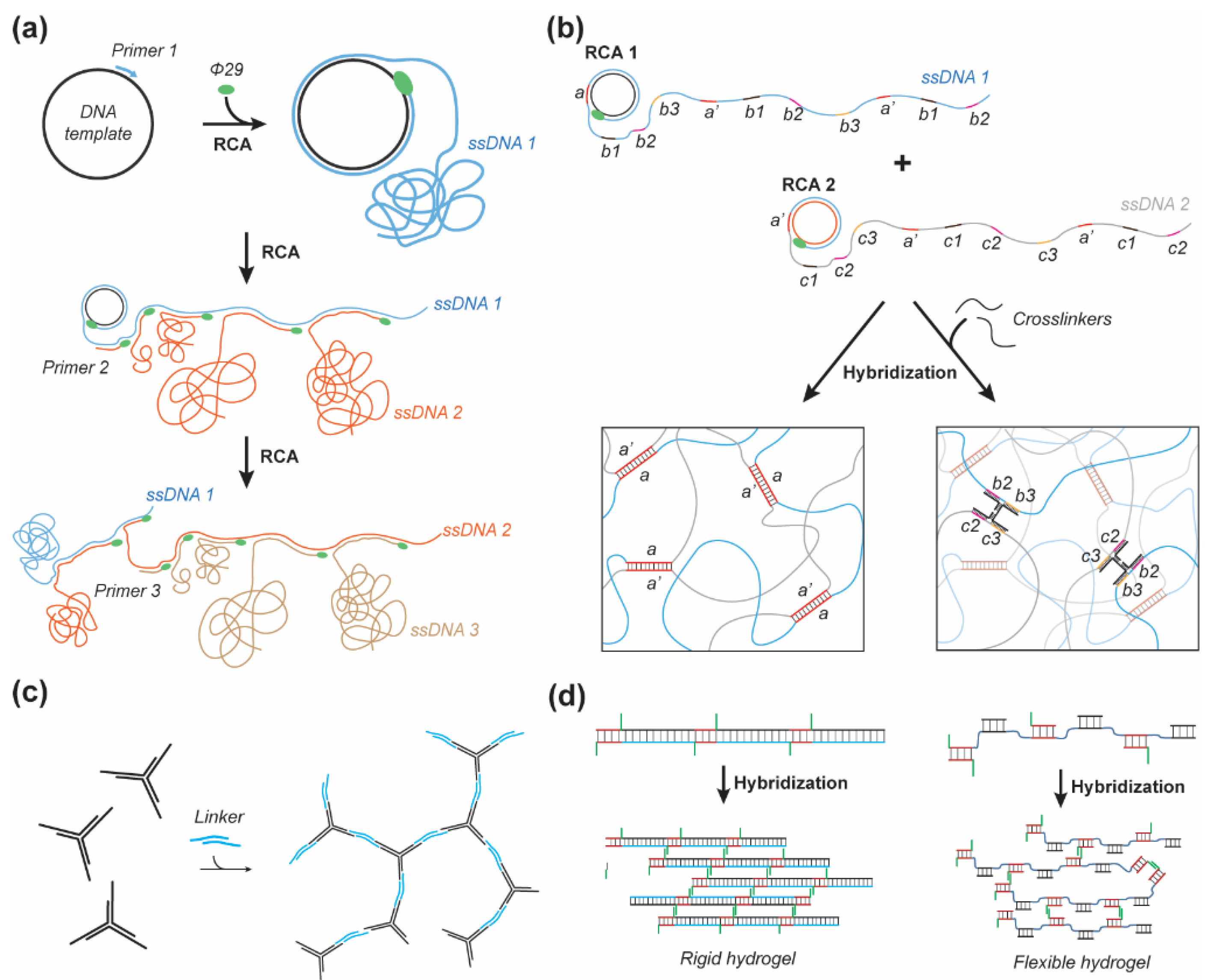 DNA-directed self-assembly of shape-controlled hydrogels