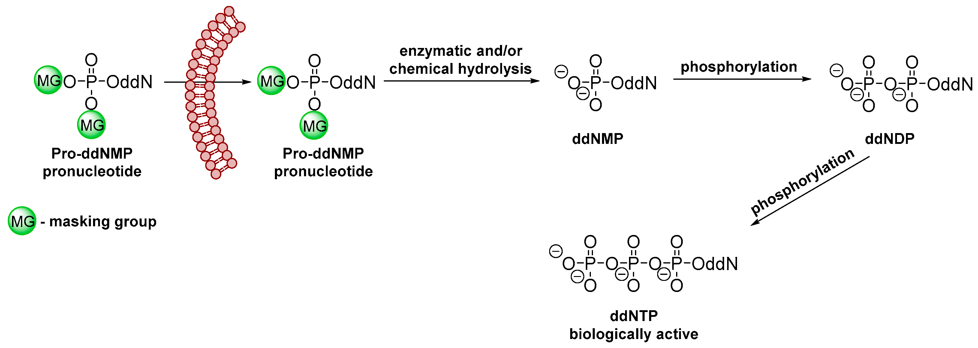 How To Form a Phosphate Anhydride Linkage in Nucleotide