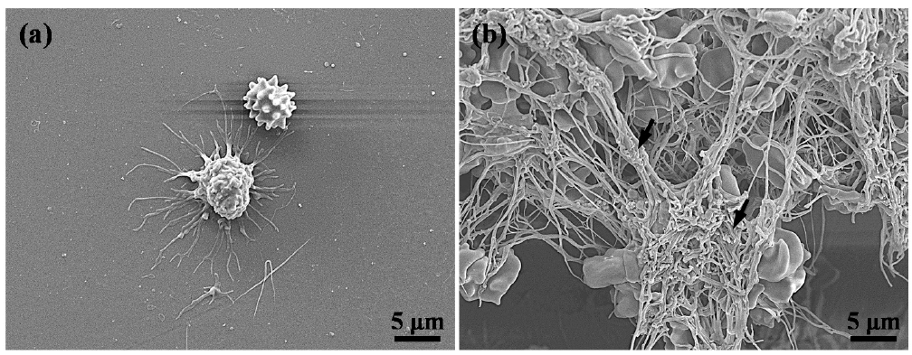 Applsci 11 02616 g006