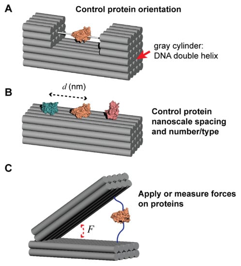 strong-string-step-4 - Double Helix