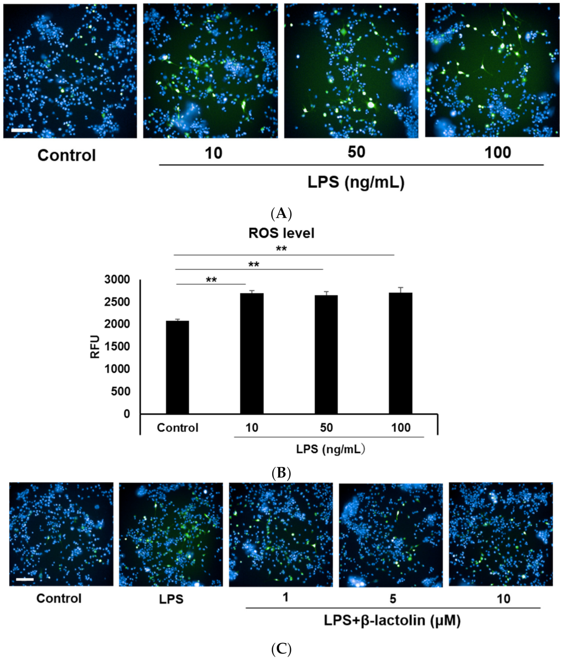 Applied Sciences Free Full Text B Lactolin A Monoamine Oxidase B Inhibitory Lactopeptide Suppresses Reactive Oxygen Species Production In Lipopolysaccharide Stimulated Astrocytes Html