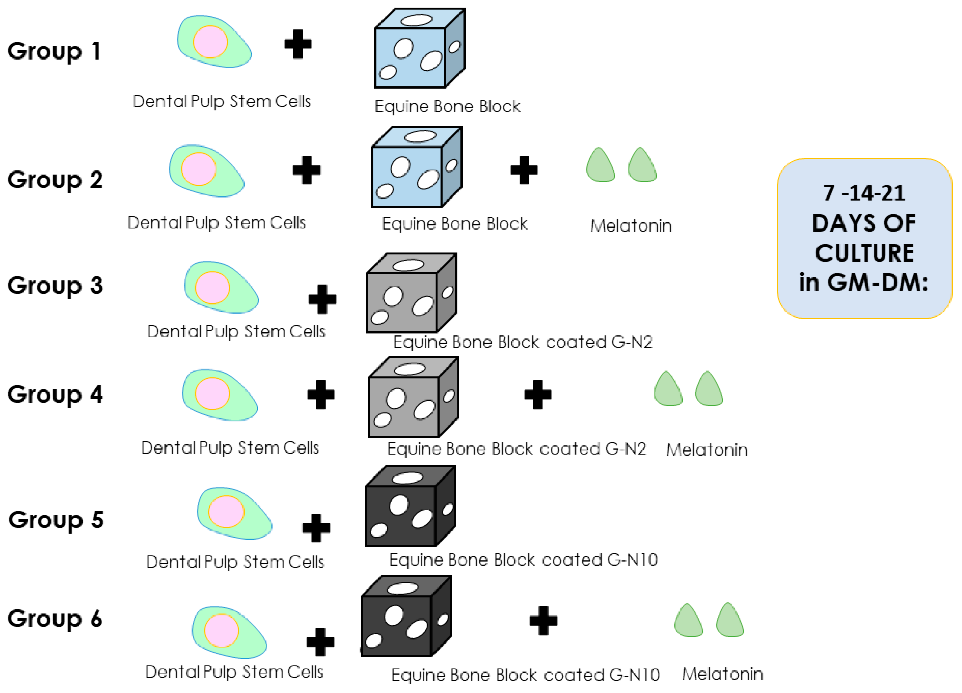 Applied Sciences Free Full Text Human Dental Pulp Stem Cell Osteogenic Differentiation Seeded On Equine Bone Block With Graphene And Melatonin Html