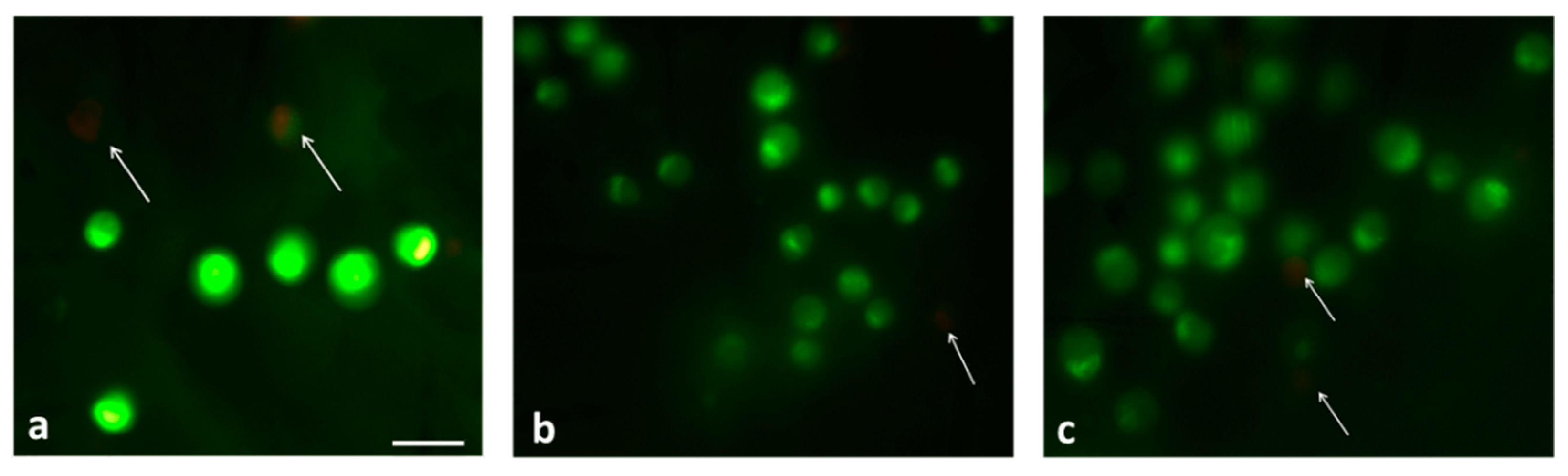 Applied Sciences Free Full Text Human Dental Pulp Stem Cell Osteogenic Differentiation Seeded On Equine Bone Block With Graphene And Melatonin Html