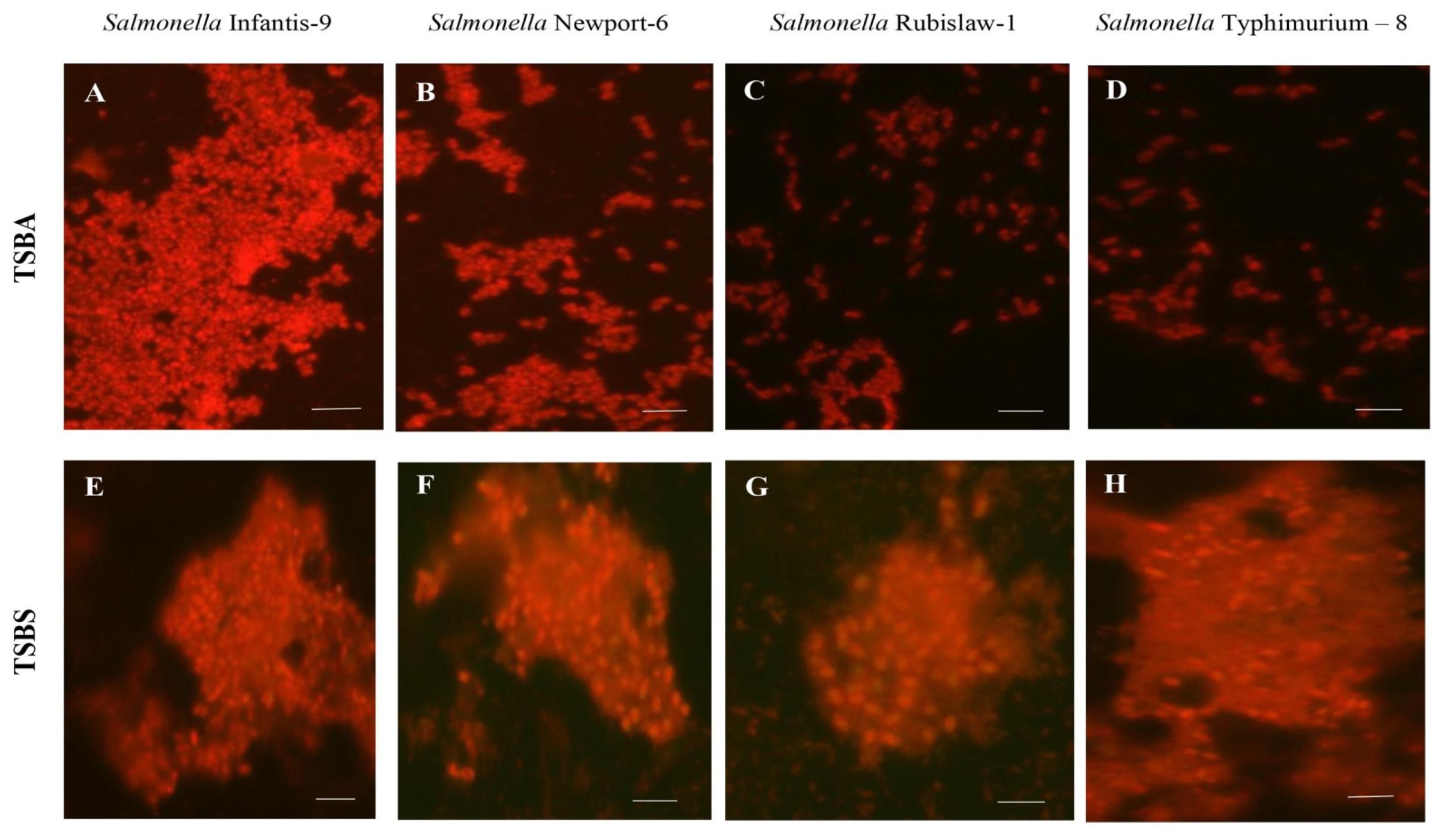 Applsci 11 03581 g002 Applsci 11 03581 g002