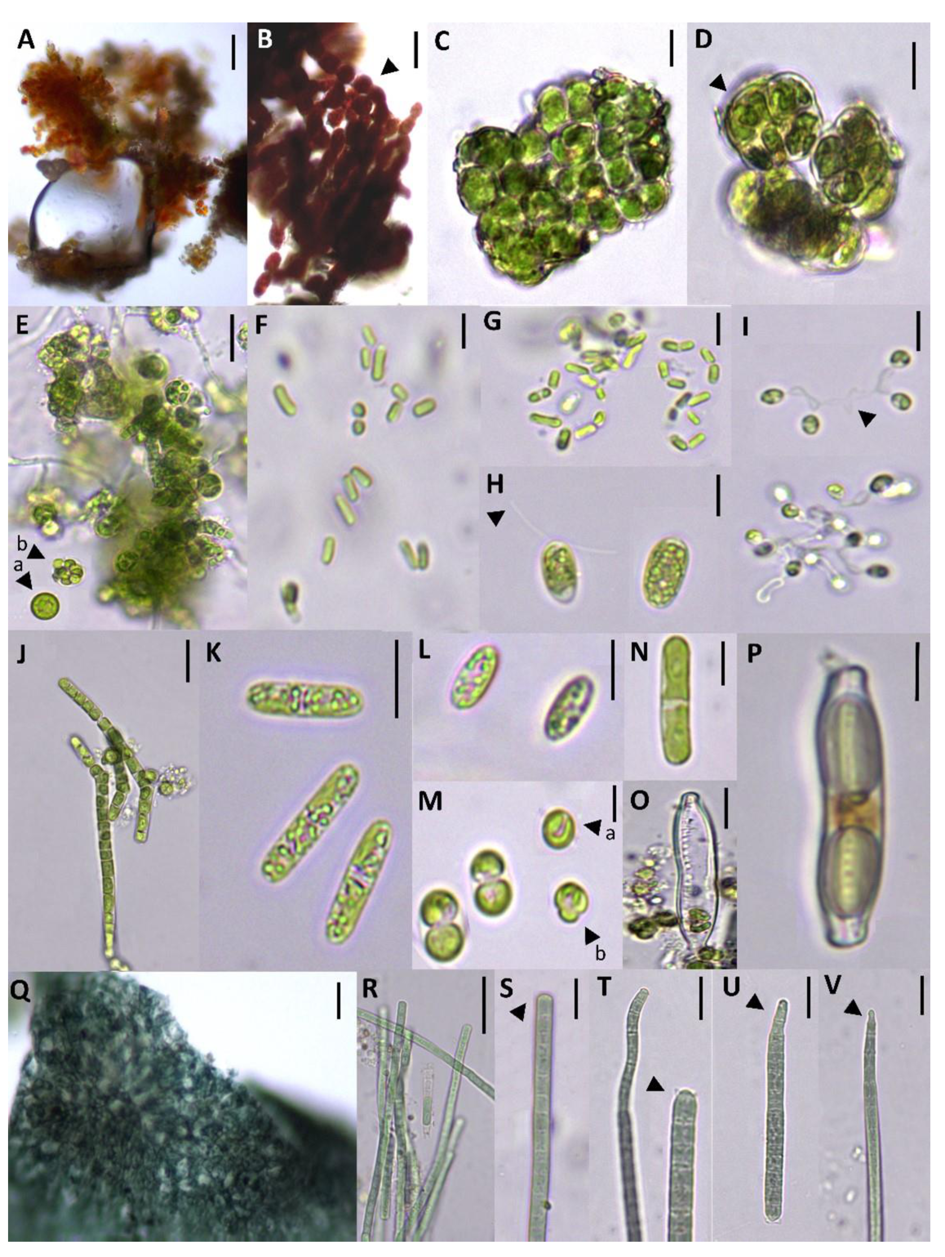 Applsci 11 03786 g002 Applsci 11 03786 g002
