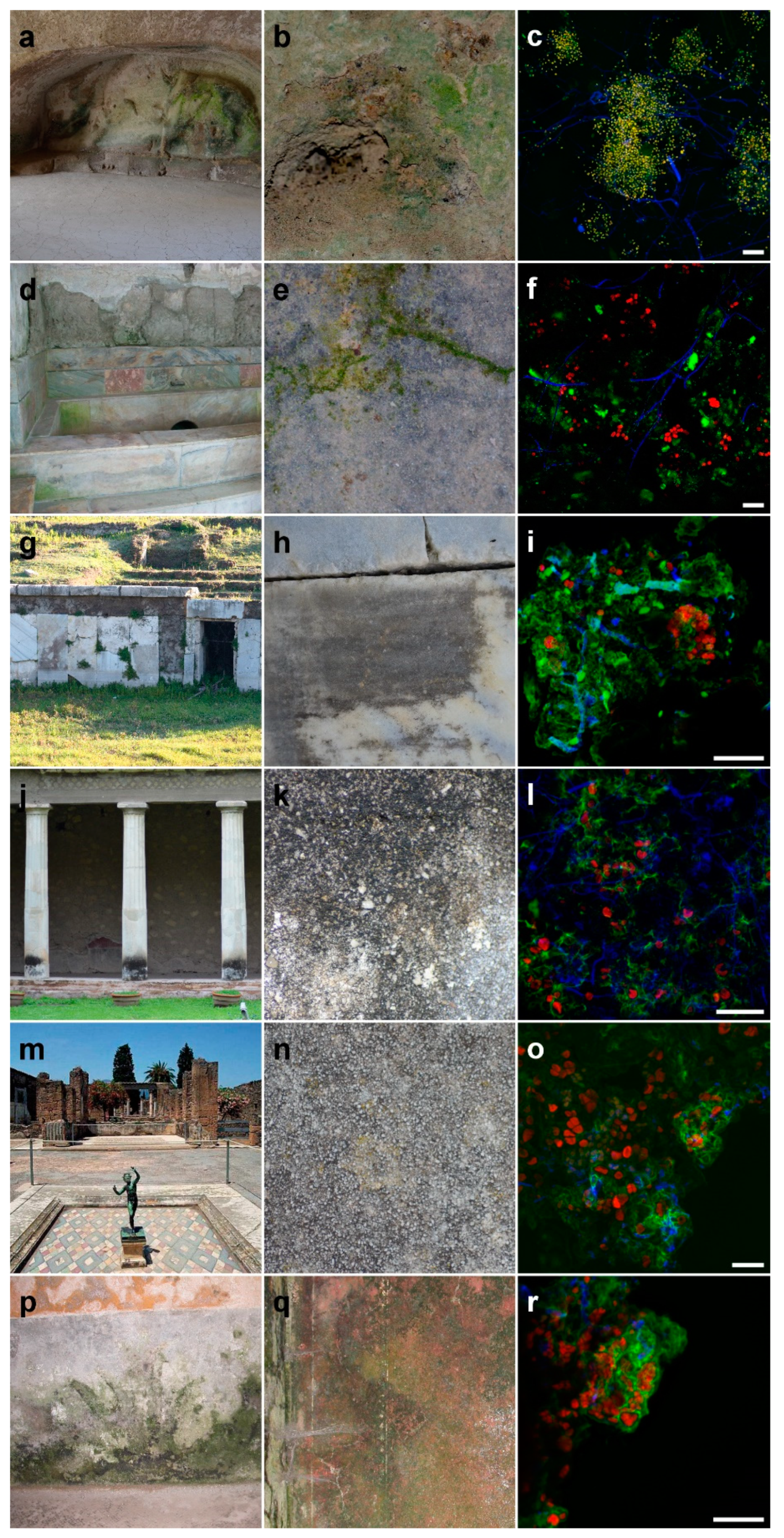Applied Sciences Free Full Text Community Composition And Ex Situ Cultivation Of Fungi Associated With Unesco Heritage Monuments In The Bay Of Naples Html