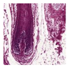 Applsci 11 05054 i001 Applsci 11 05054 i001