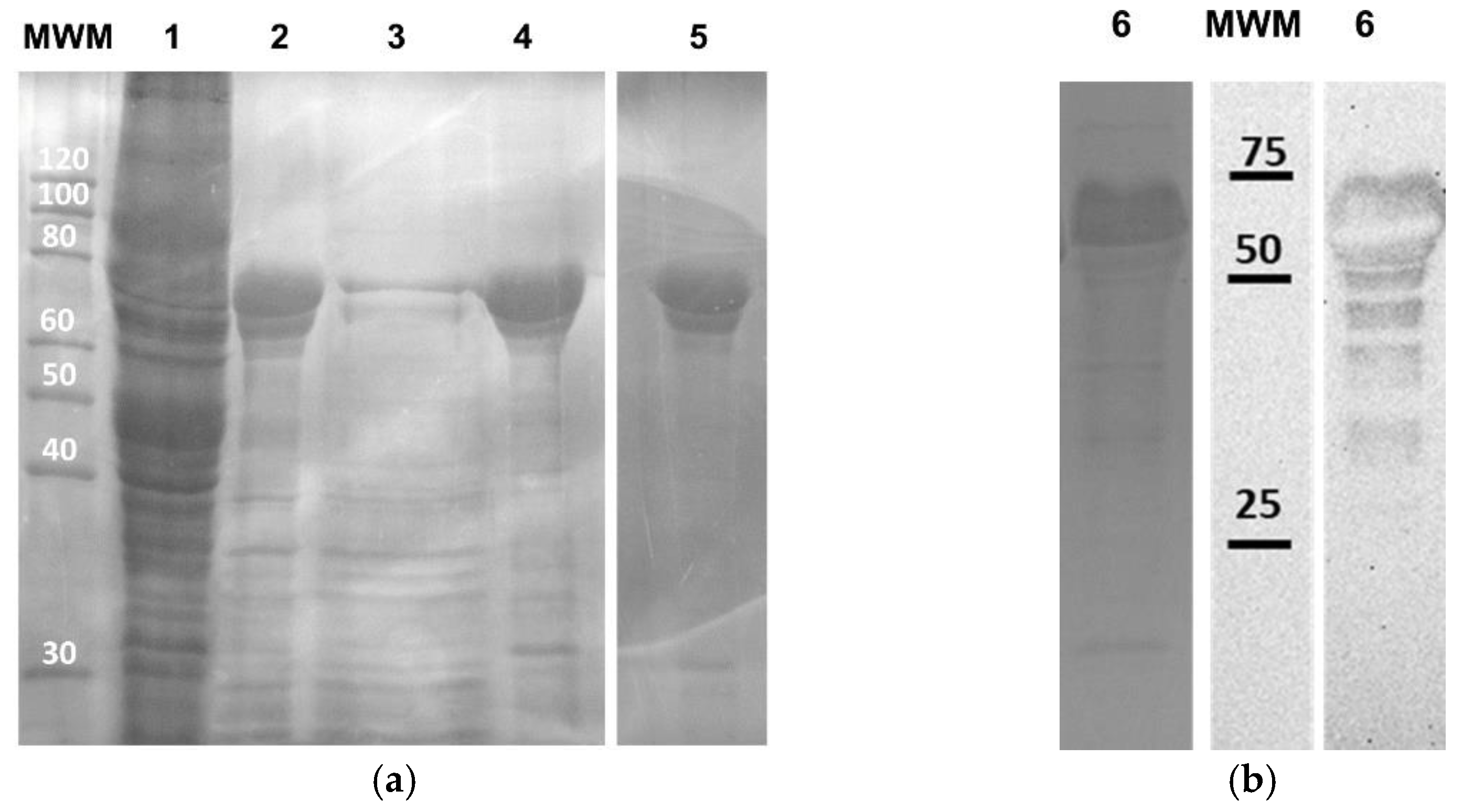 Applsci 11 05352 g002 Applsci 11 05352 g002