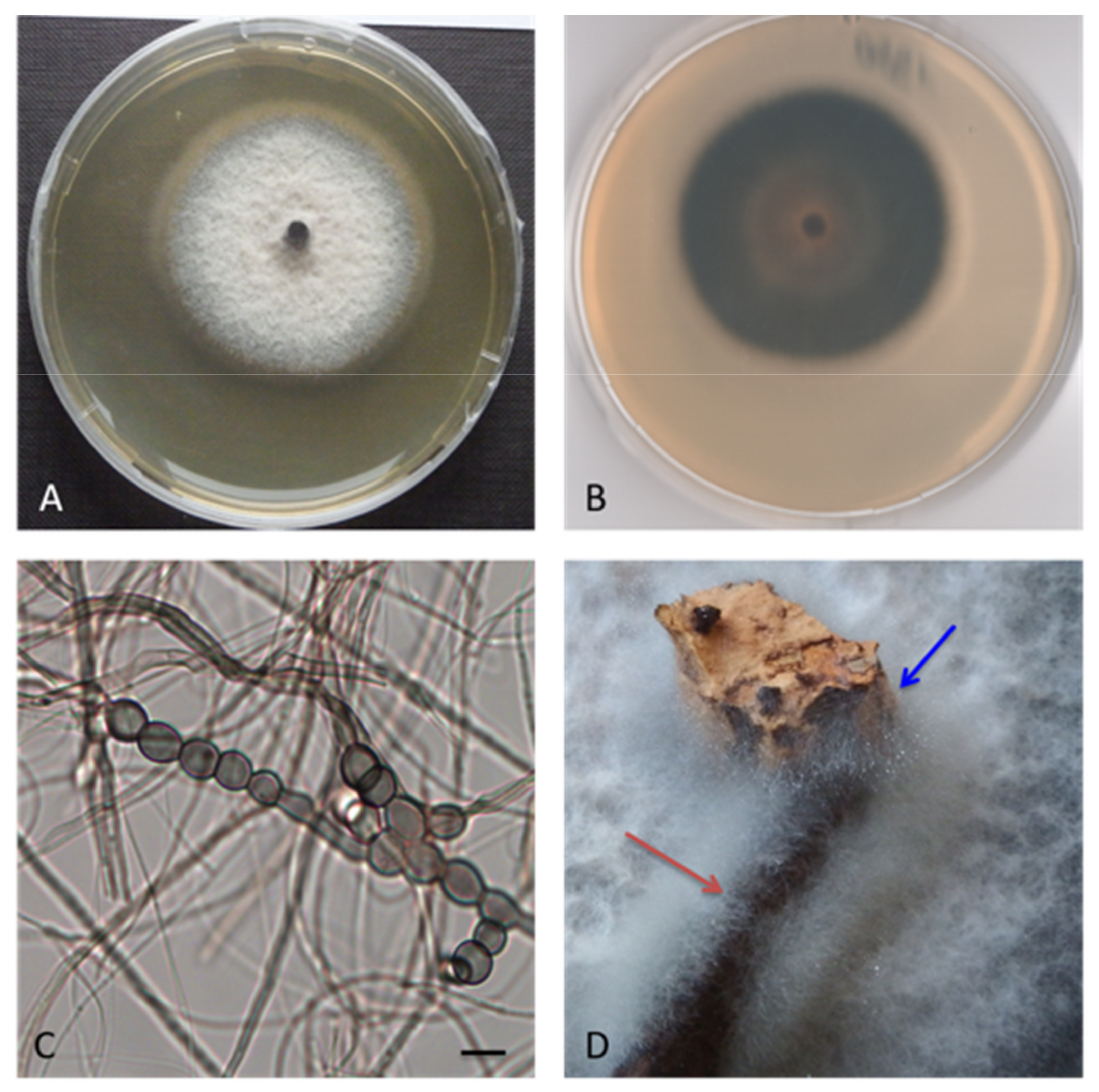 Applsci 11 05452 g003 Applsci 11 05452 g003