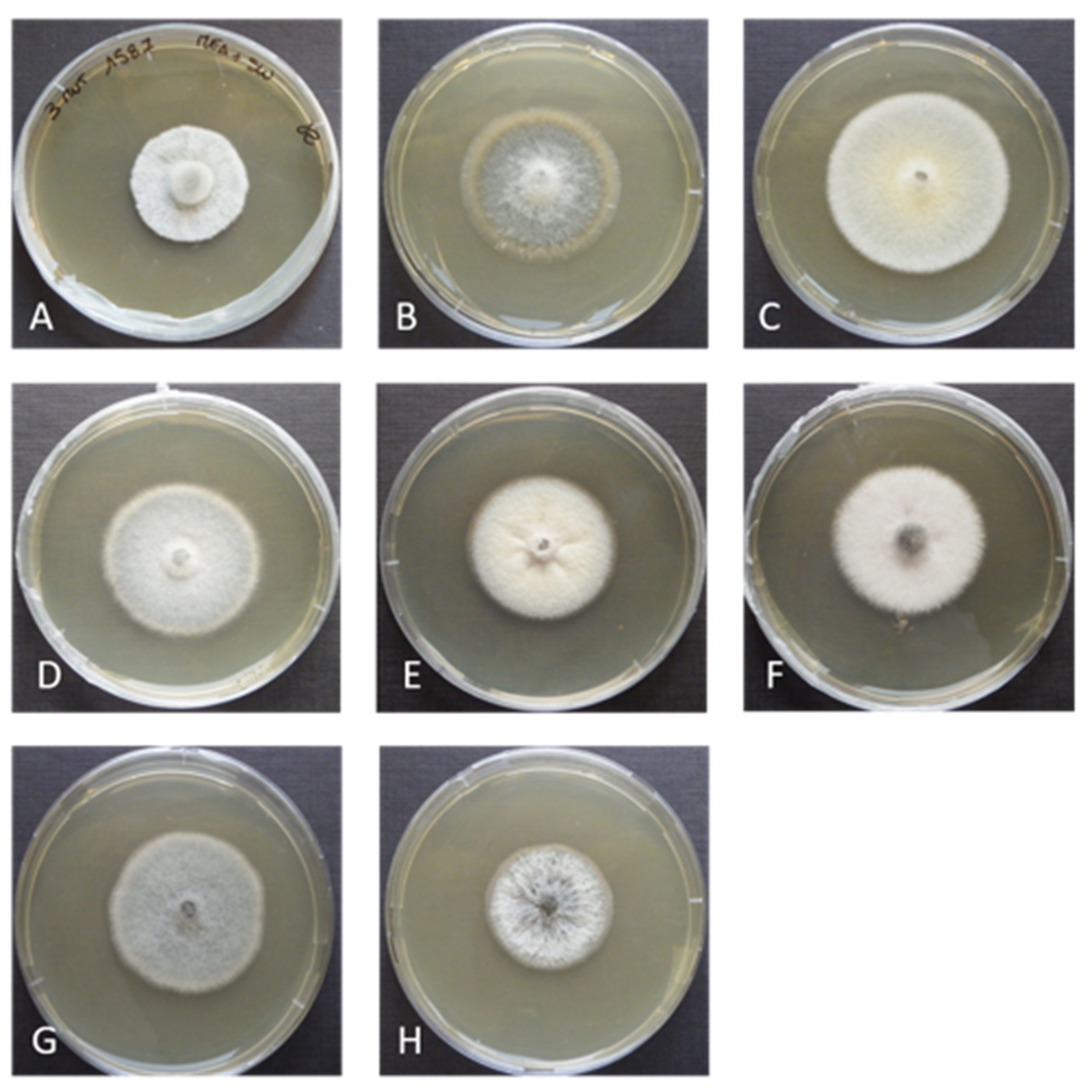 Applsci 11 05452 g005 Applsci 11 05452 g005