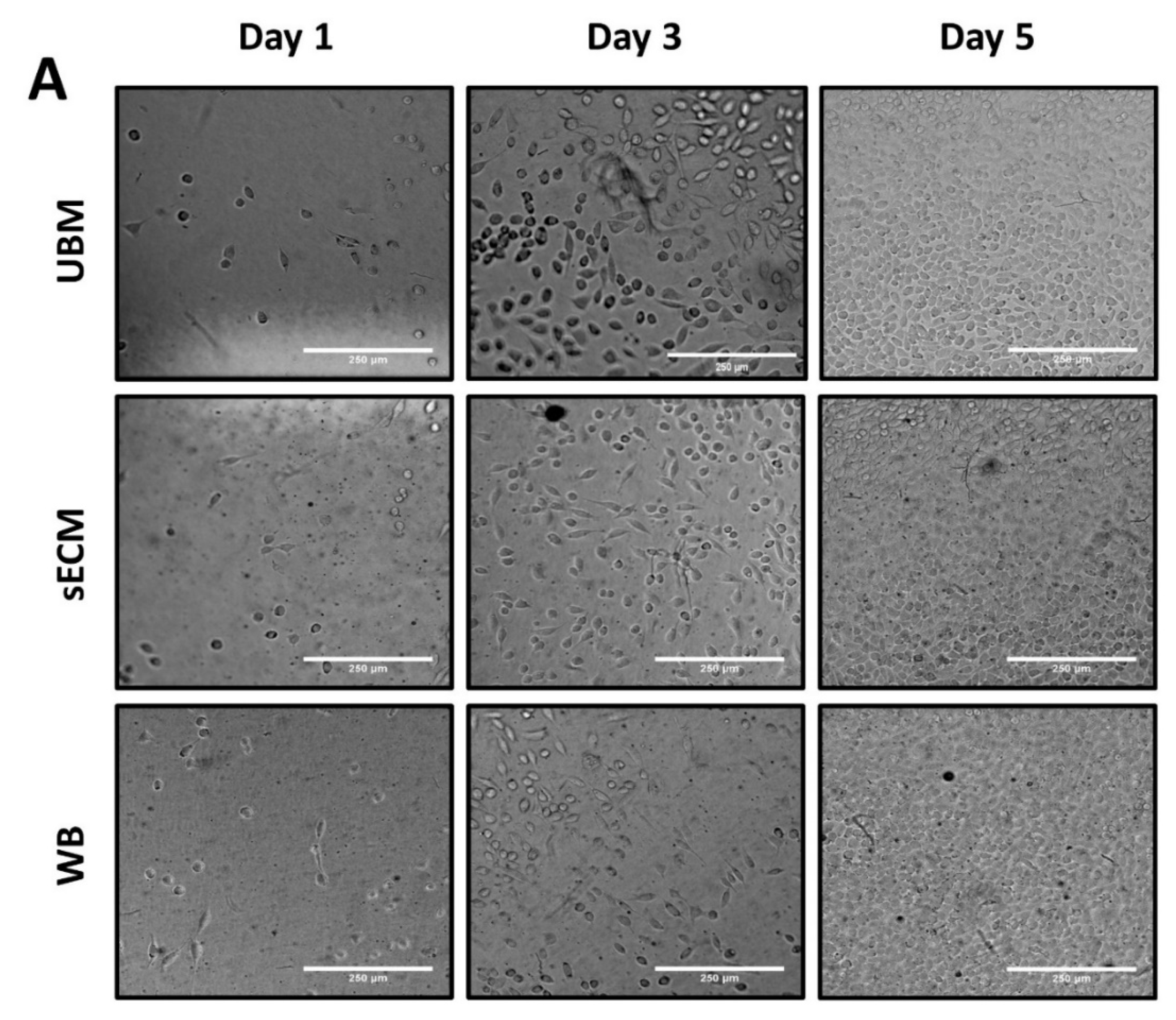 Applsci 11 05820 g005a