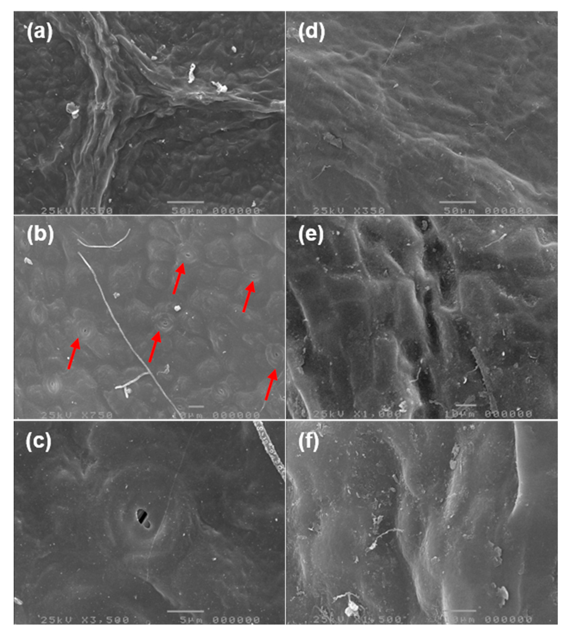 Applied Sciences Free Full Text Correlating Structure And Morphology Of Andiroba Leaf Carapa Guianensis Aubl By Microscopy And Fractal Theory Analyses Html