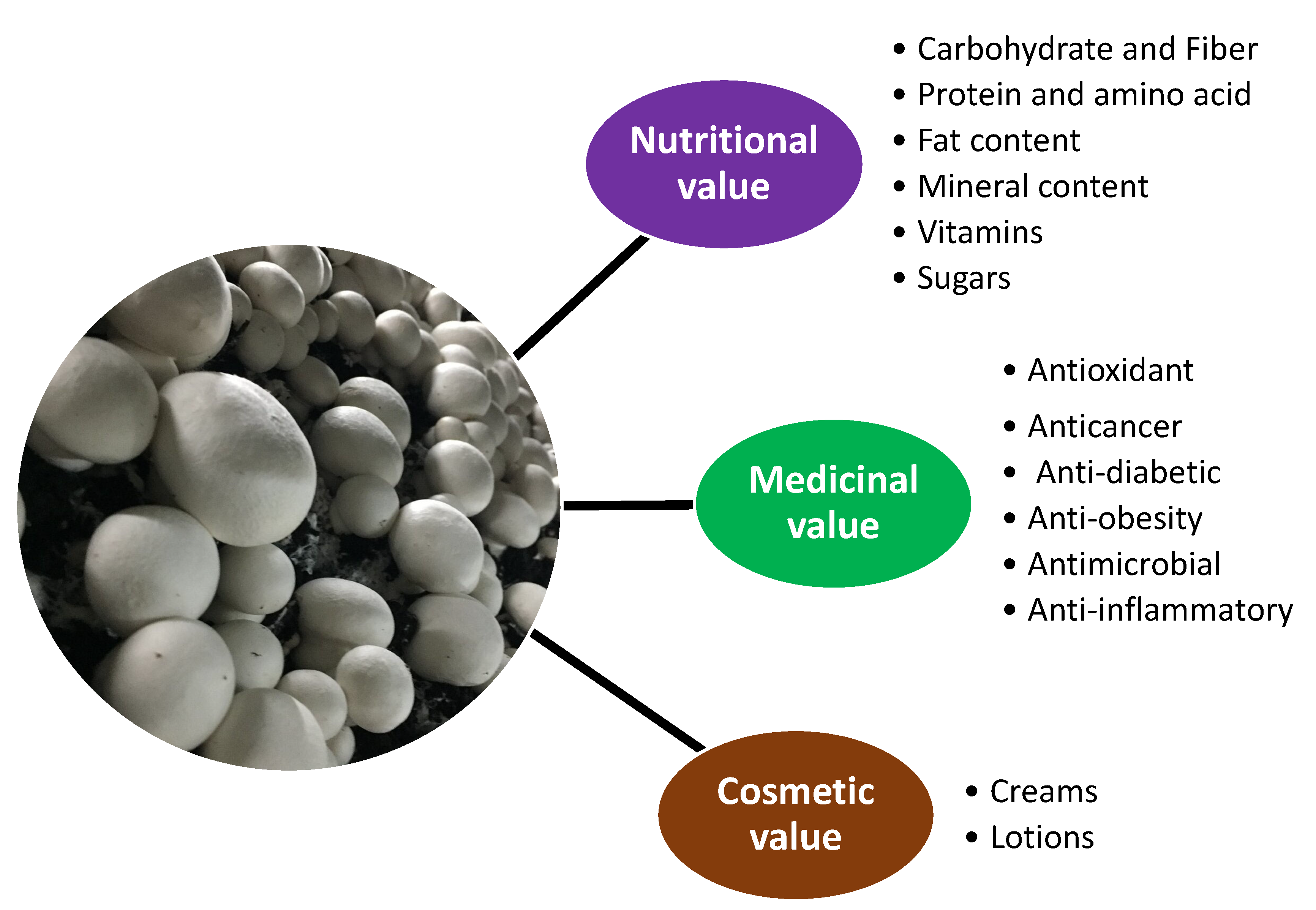 Applied Sciences | Free Full-Text | Nutritional, Medicinal, and Cosmetic  Value of Bioactive Compounds in Button Mushroom (Agaricus bisporus): A  Review