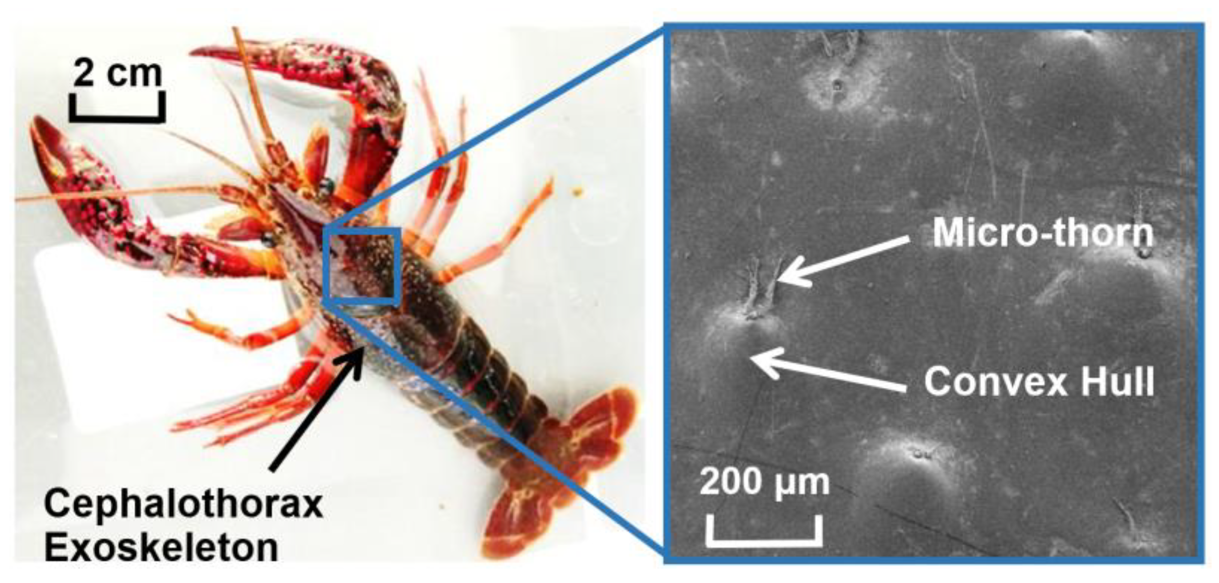 Applsci 11 06655 g001