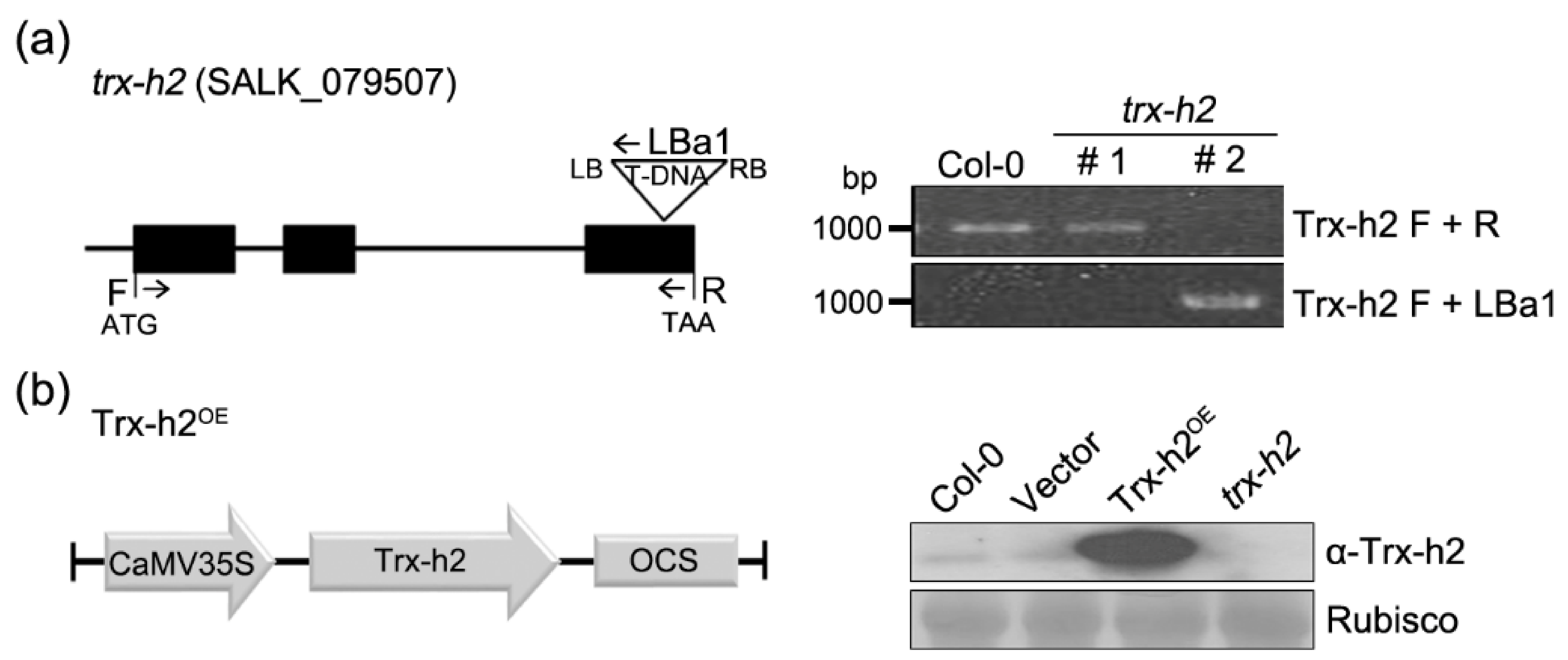 Applsci 11 06865 g002