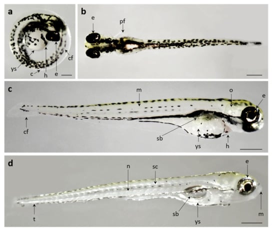 PDF) Embryo-toxic effects of lead nitrate of the African catfish