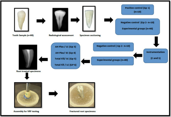 Applied Sciences Free Full Text Influence Of Root Canal Sealers And Obturation Techniques On Vertical Root Fracture Resistance An In Vitro Experiment Html