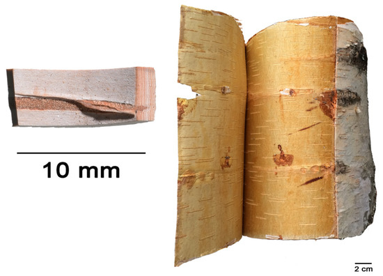 Birch bark: Waterproof, rot resistant, natural and 100% renewable